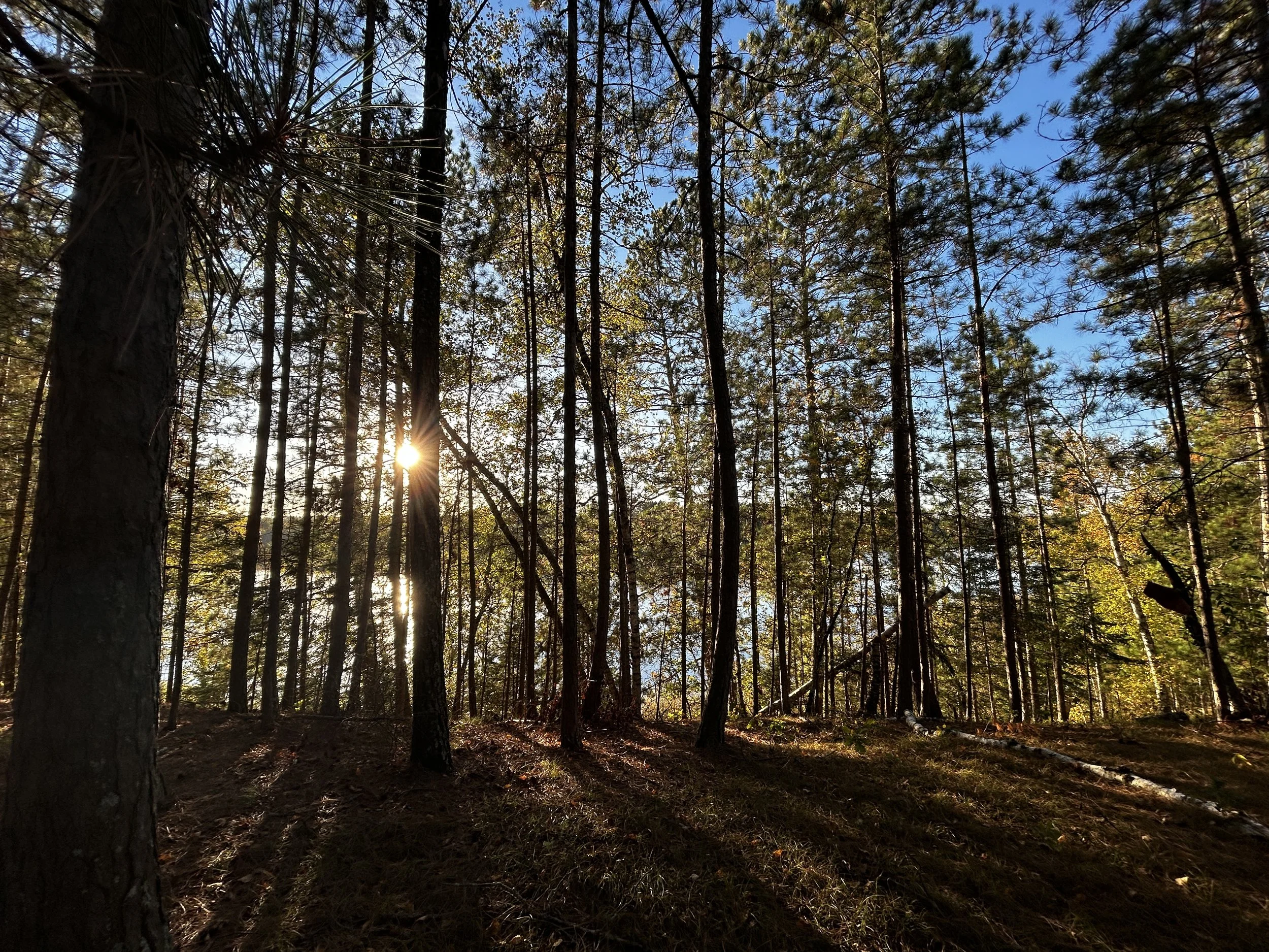 Young Naturalists Camp: Tree Keepers