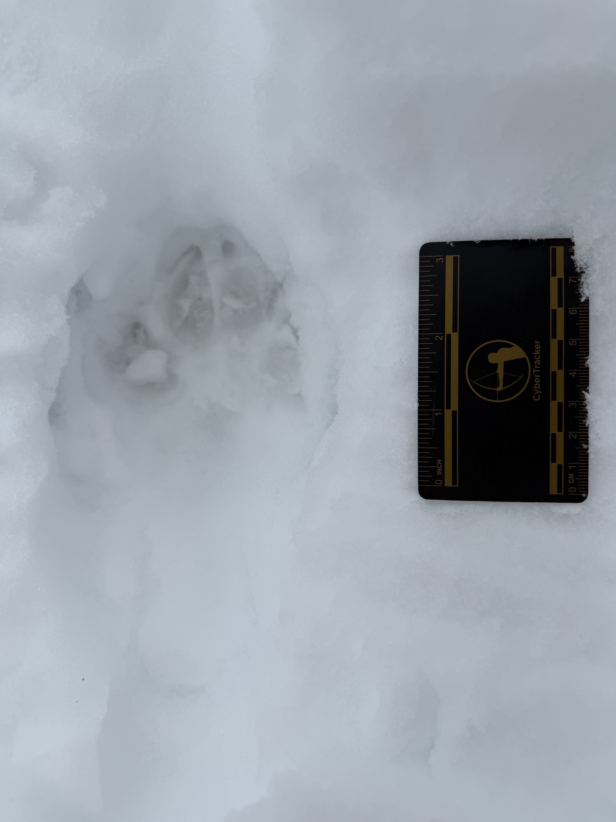 Birding &amp; Beyond Workshop: Introduction to Wildlife Tracking