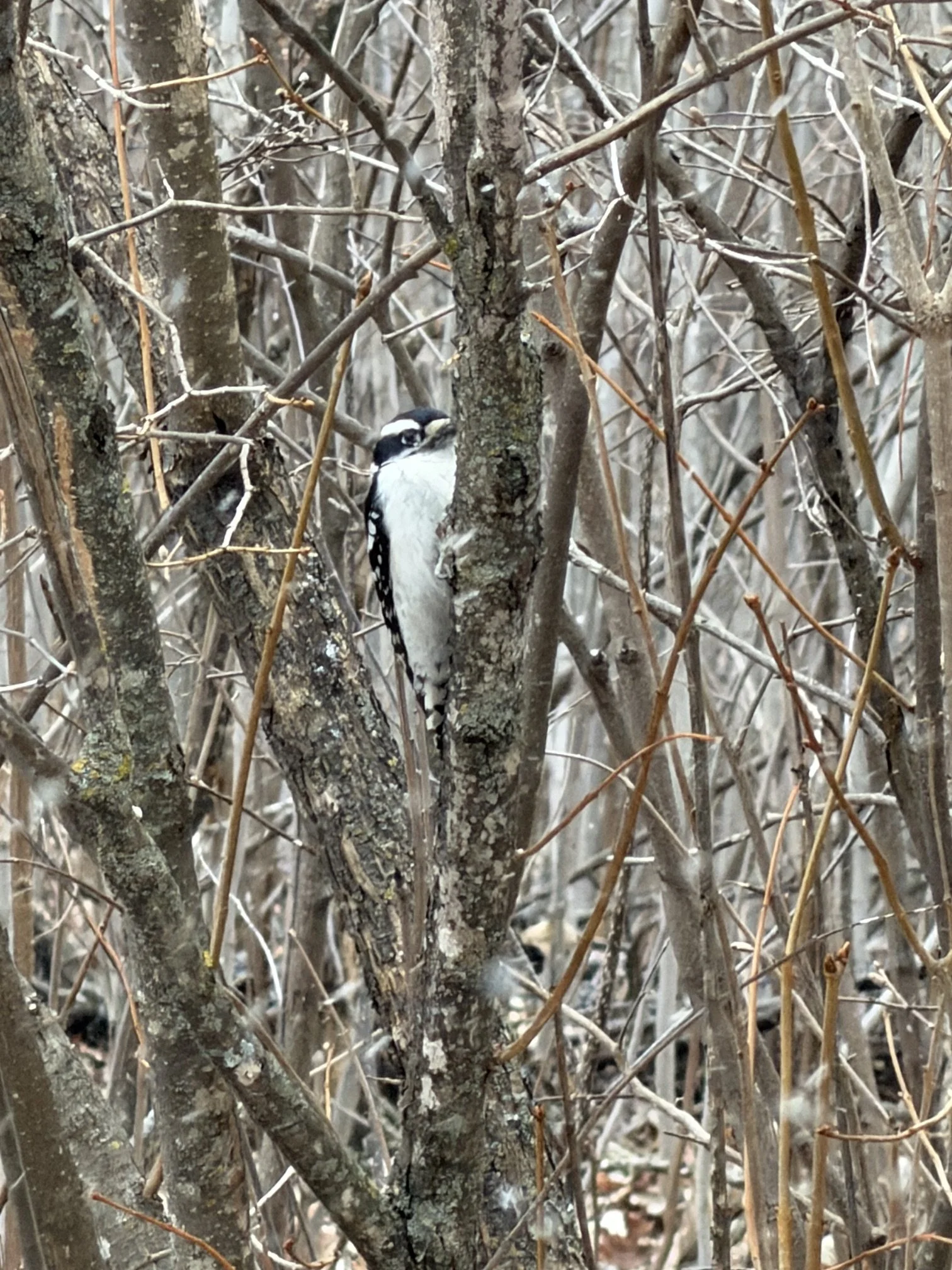 Birding &amp; Beyond Workshop: Bird Language 101