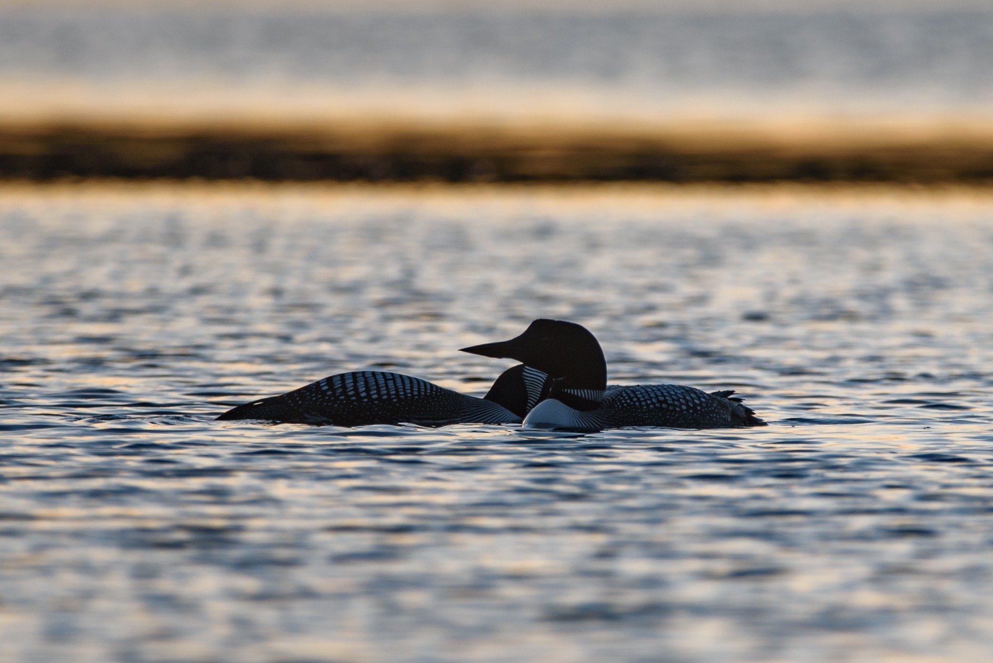 We&rsquo;d love to hear from you:

What bird signals the true start of spring for you?

Spring migration is underway in Bemidji, and the changes are hard to miss. Lake Bemidji's open water is expanding rapidly, early migrating birds are returning and