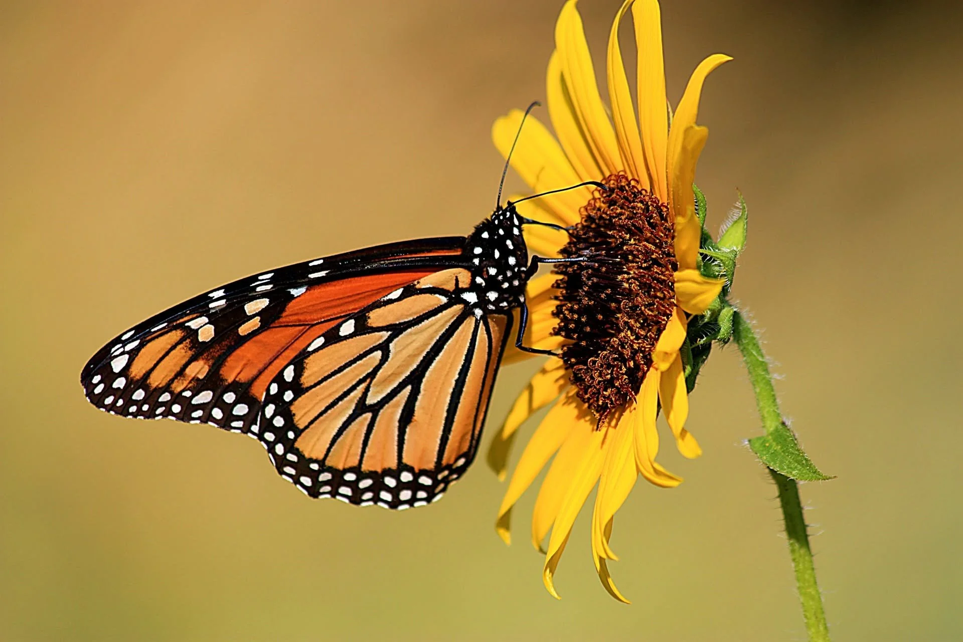 Monarch Butterfly Festival
