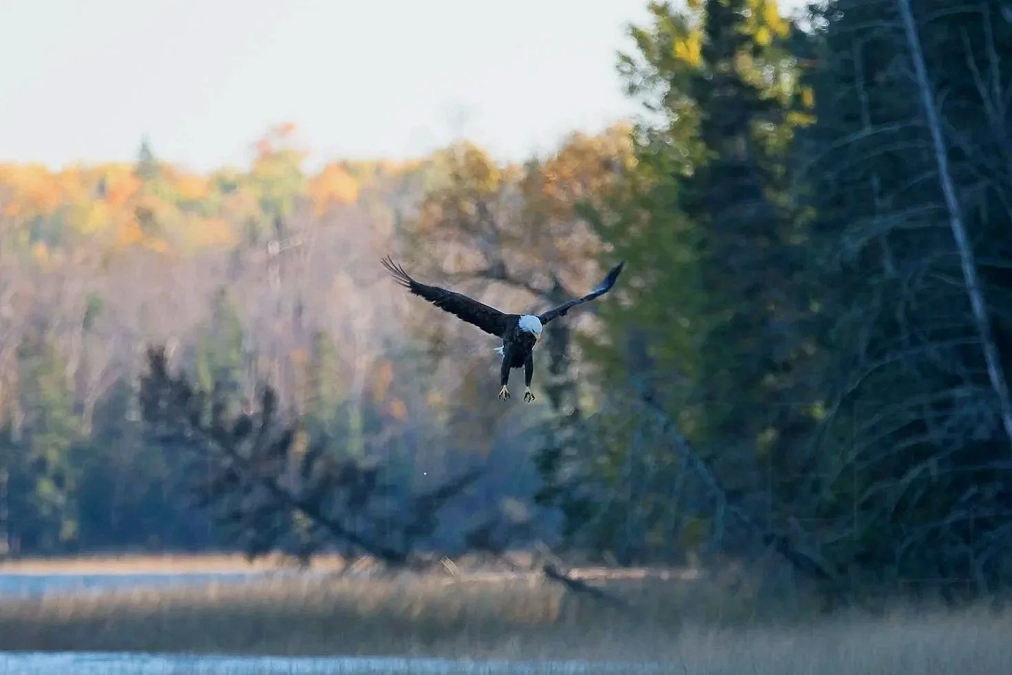 An eagle flying over a body of water with trees and autumn foliage in the background.