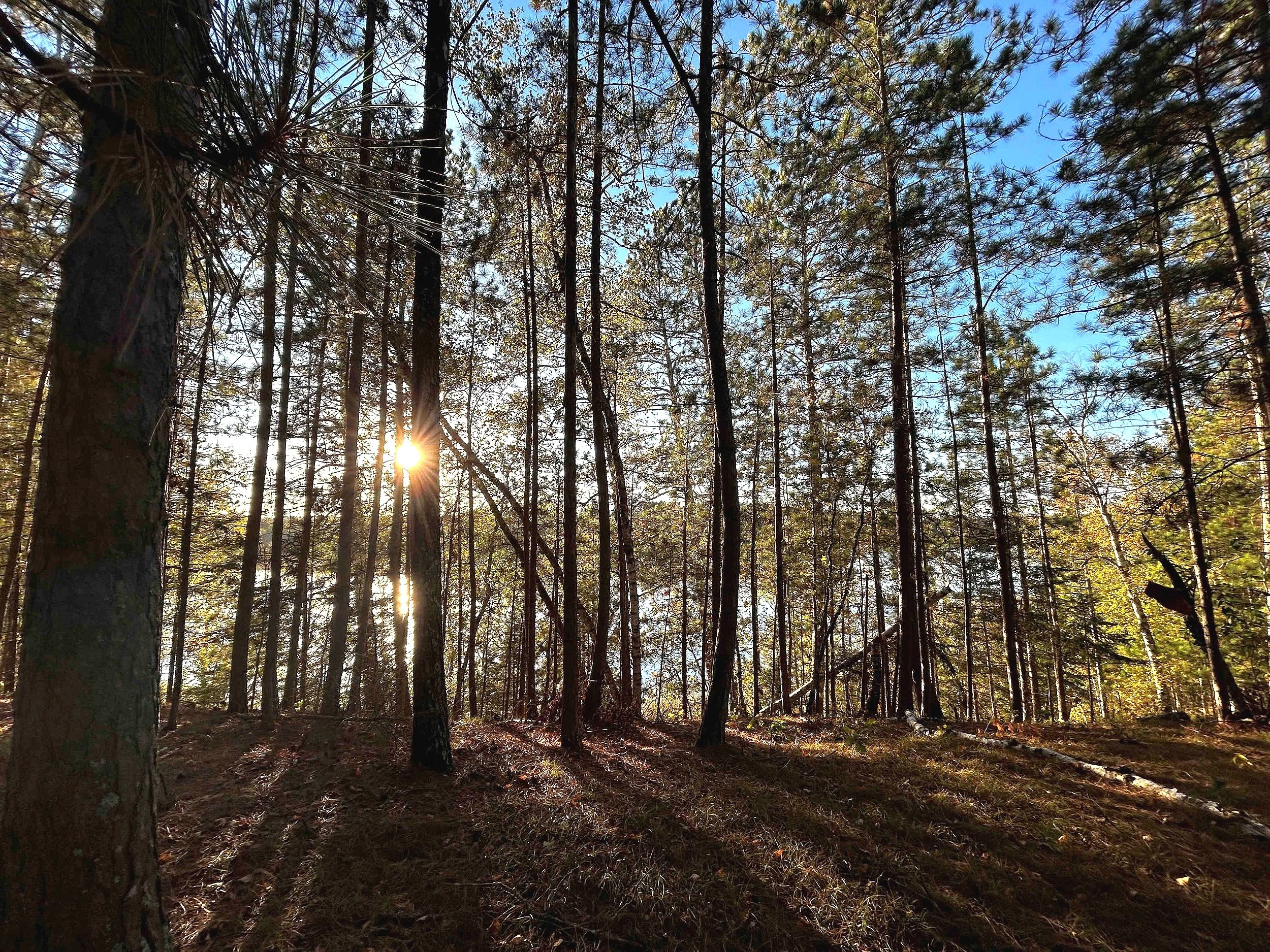 Sunlight filtering through tall pine trees in a dense forest during daytime with a clear blue sky.