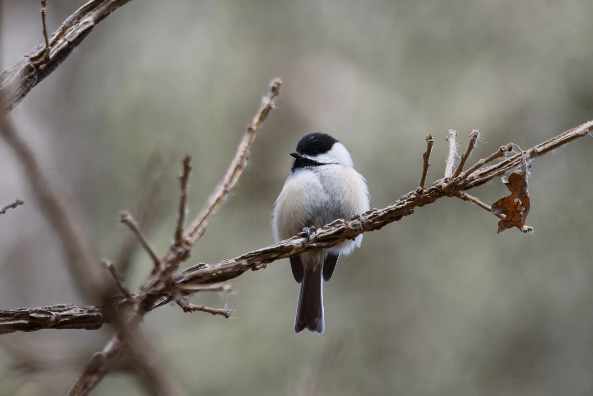 A small bird with black, white, and beige feathers perched on a brown, leafless branch with a blurred natural background.