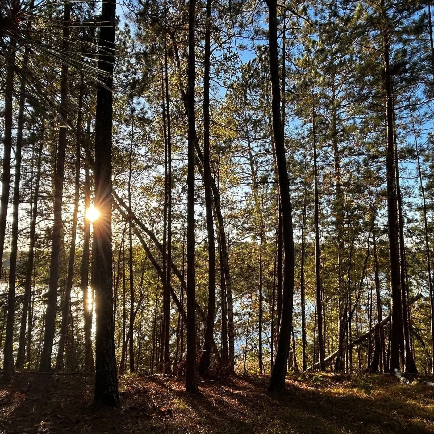 Tree Keepers with Apple Blossom Village