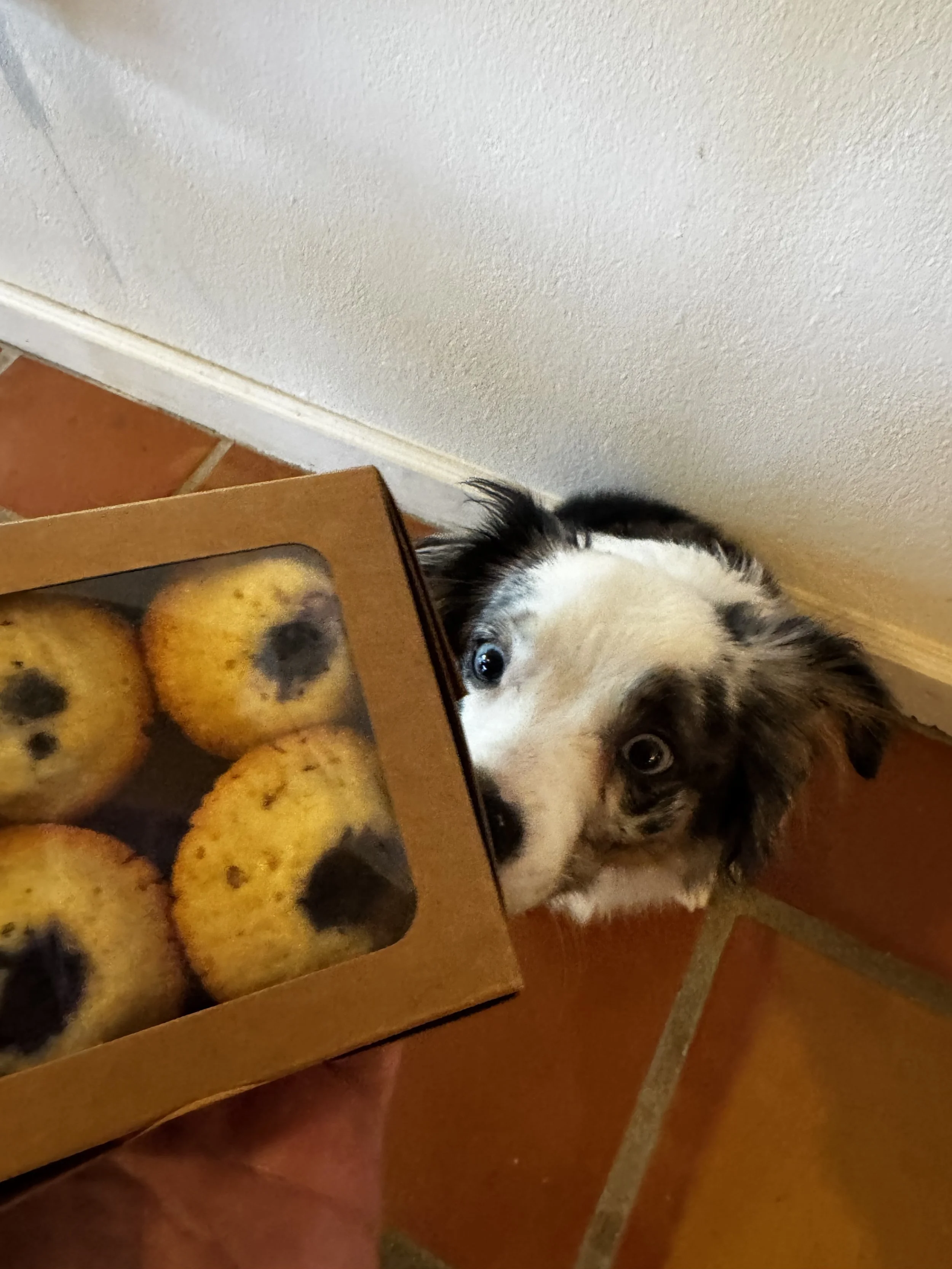 A black and white puppy with blue eyes looking at a box of blueberry muffins on a tiled floor.