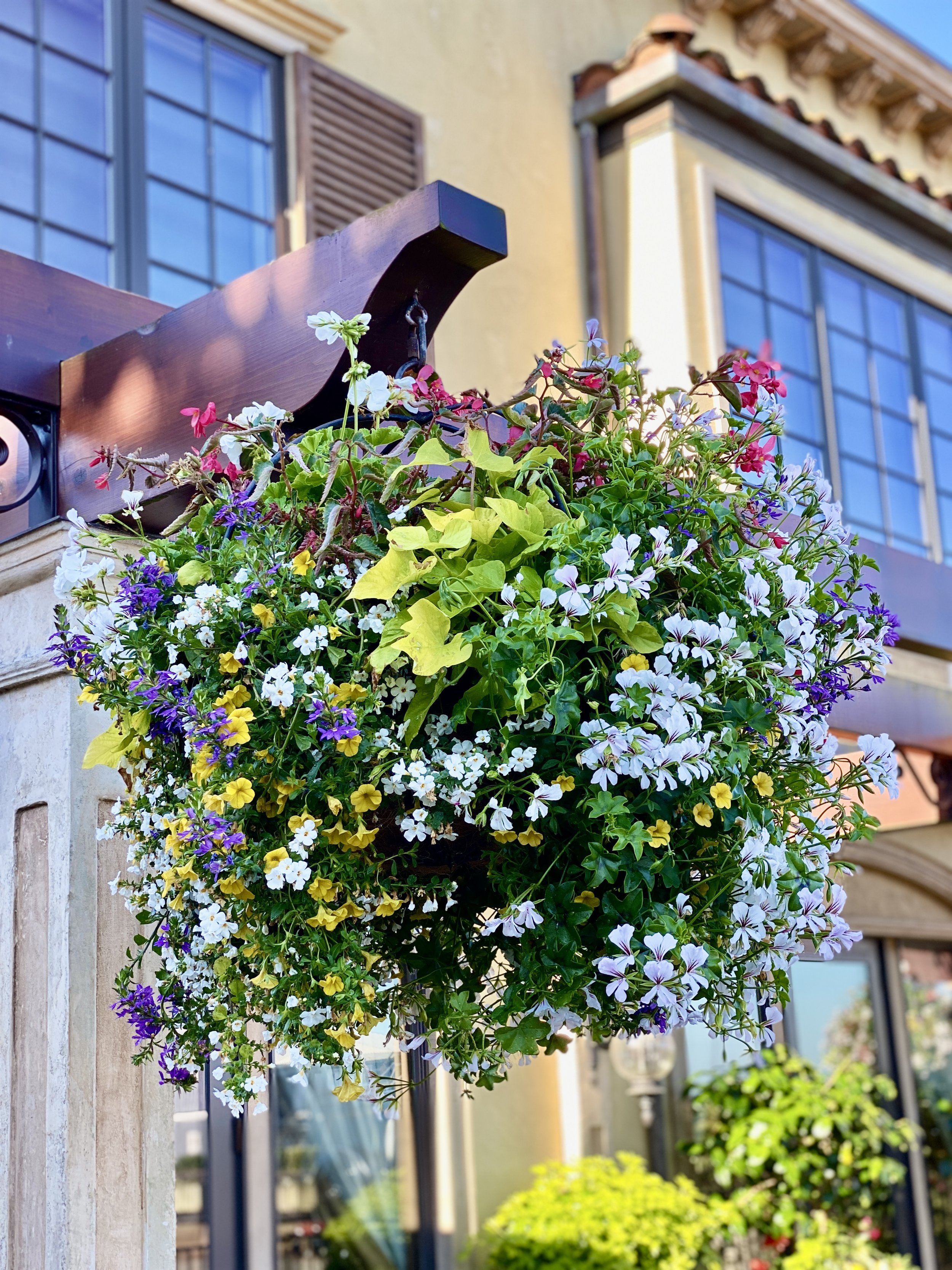 A hanging flower basket with mixed colorful flowers, green leaves, and yellow-green foliage in front of a house with large windows and wooden shutters.