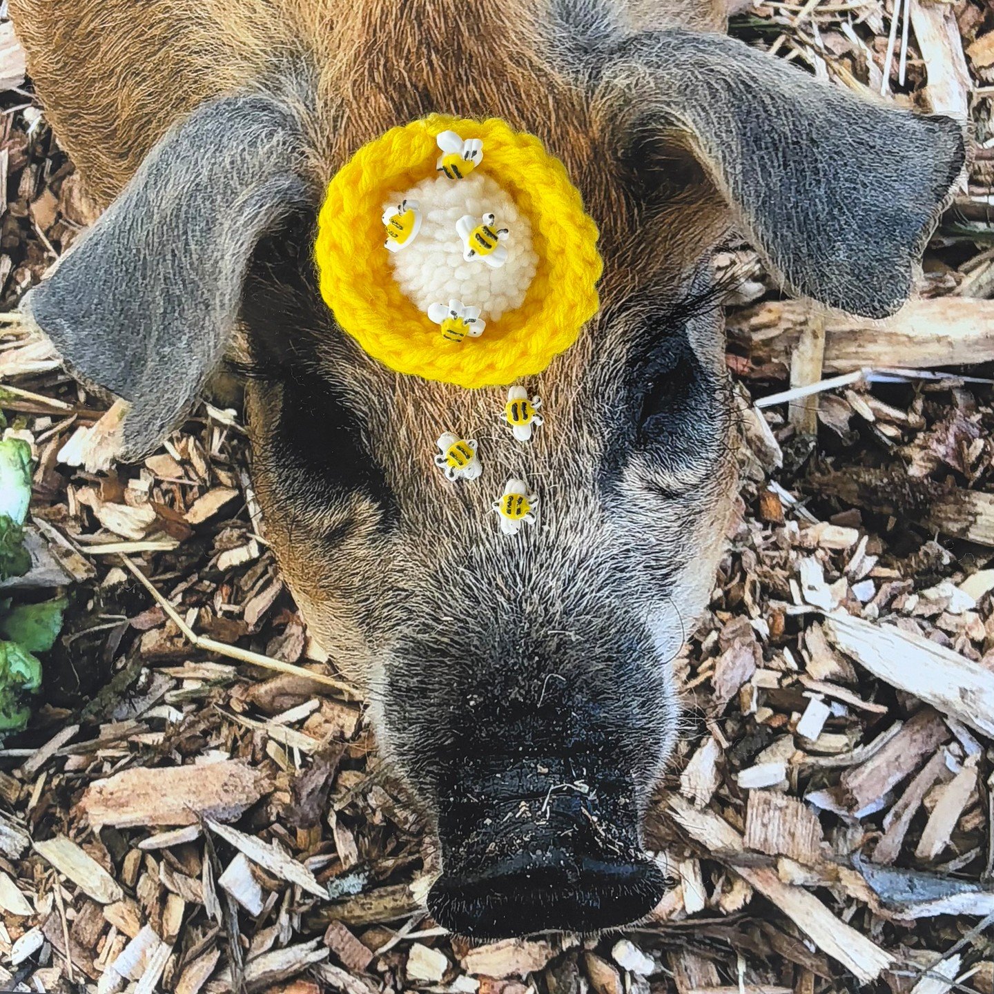 &ldquo;Just because you haven&rsquo;t found your talent yet, doesn&rsquo;t mean you don&rsquo;t have one.&rdquo; &mdash; Miss Piggy 

Sniffy is still figuring things out&hellip; and that&rsquo;s part of his charm 🐷💛 
With his gentle snout, sunny ye