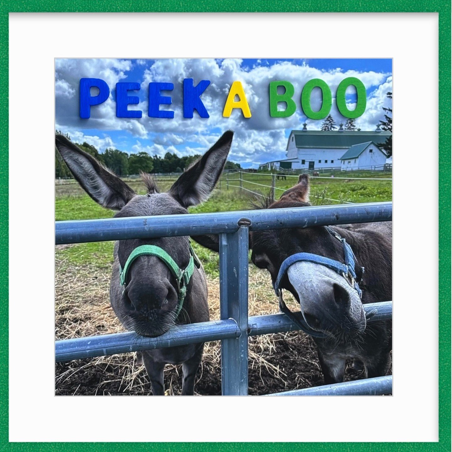 Meet Hee &amp; Haw 💚 
Double the ears, double the curiosity, double the charm. 

Styled in one of our new color-pop frames from @framebridge, this playful pair feels right at home. The bold green frame perfectly matches their farm-fresh energy and m