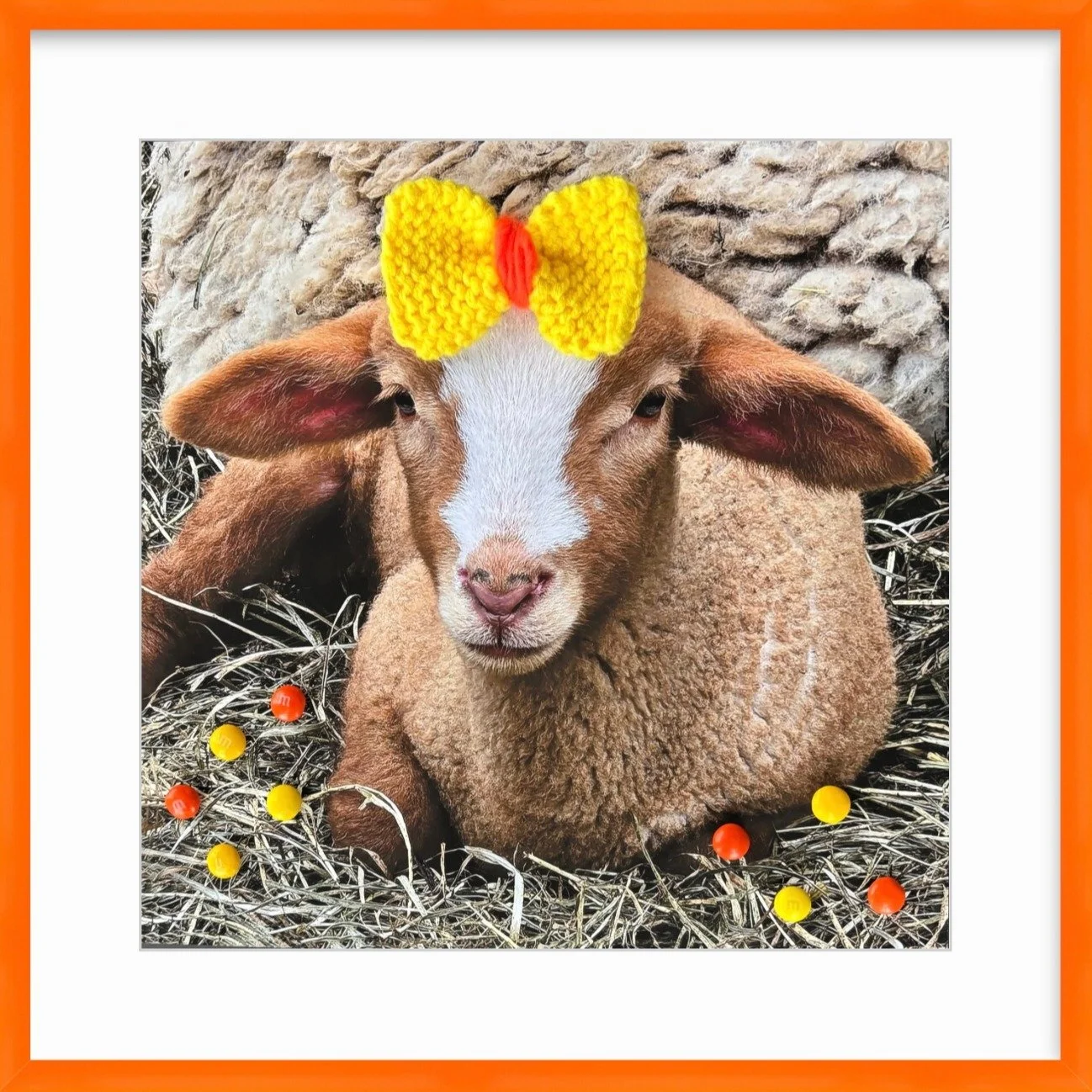 Meet Billy G 🧡 
Sweet, curious, and dressed to impress. 

Styled in one of our new bold frames from @framebridge, Billy G&rsquo;s cheerful yellow bow feels right at home inside this warm orange frame. The pop of color brings out his playful personal