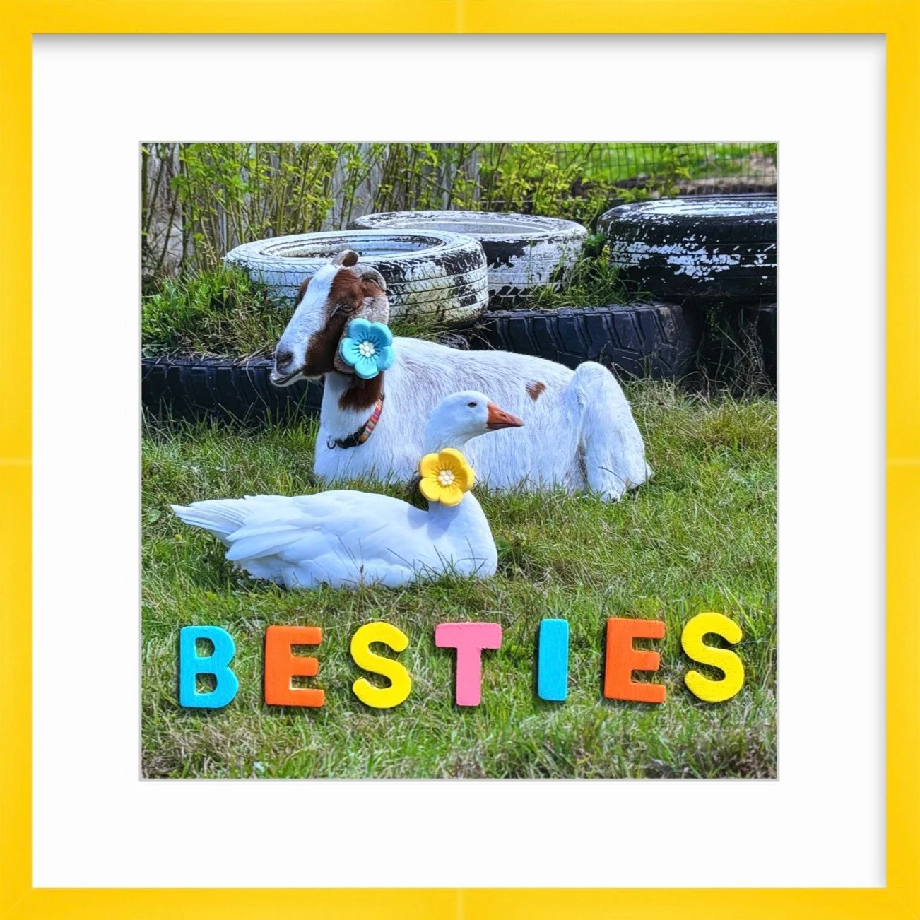 Meet the newest faces on the farm 🐐🐴🪿🐴 

We&rsquo;re so excited to welcome four brand-new members to the Farm Animals Collection, and they&rsquo;re officially live on the site! 

🐴 Whiskers 
Did you know donkeys have large ears to help keep them