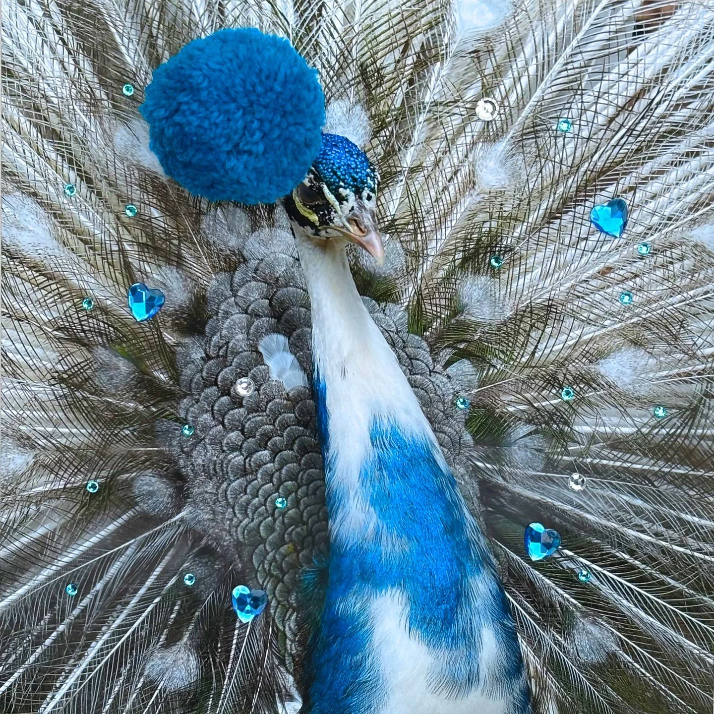 Welcome to the Wild Animals Collection 🐆🦩🦏🦚✨ 

I&rsquo;ve always loved that wild animals already have big personalities, so I decided to give them a little extra flair: fluffy pom-poms, pops of color, sparkly details, and tiny &ldquo;what is happ