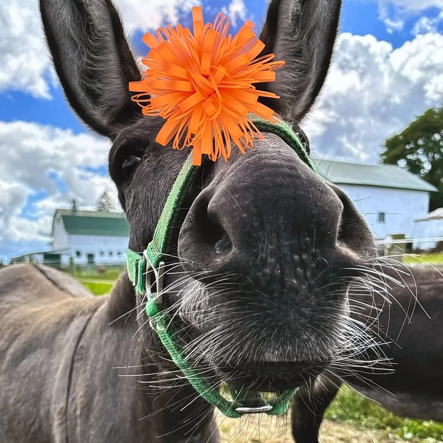 &ldquo;In order to be irreplaceable one must always be different.&rdquo; &mdash; Coco Chanel ✨ 

Meet Whiskers 🫏🧡 the irresistibly curious donkey who loves getting way too close to the camera, and we&rsquo;re not mad about it. With his soft gray co