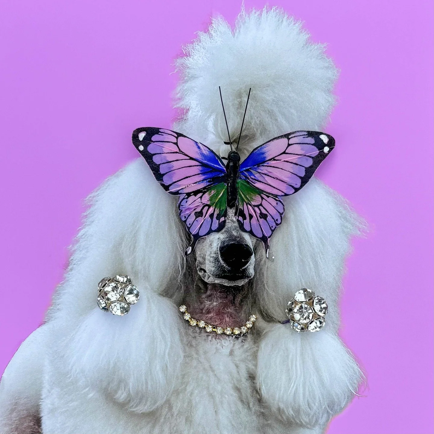 &ldquo;Happiness is a warm puppy.&rdquo; - Charles M. Schulz 

The Dog Collection is officially LIVE on my website! 🐾🎉 

These dogs are extra special to me because they are champions I photographed at the Westminster Dog Show! So each one already c