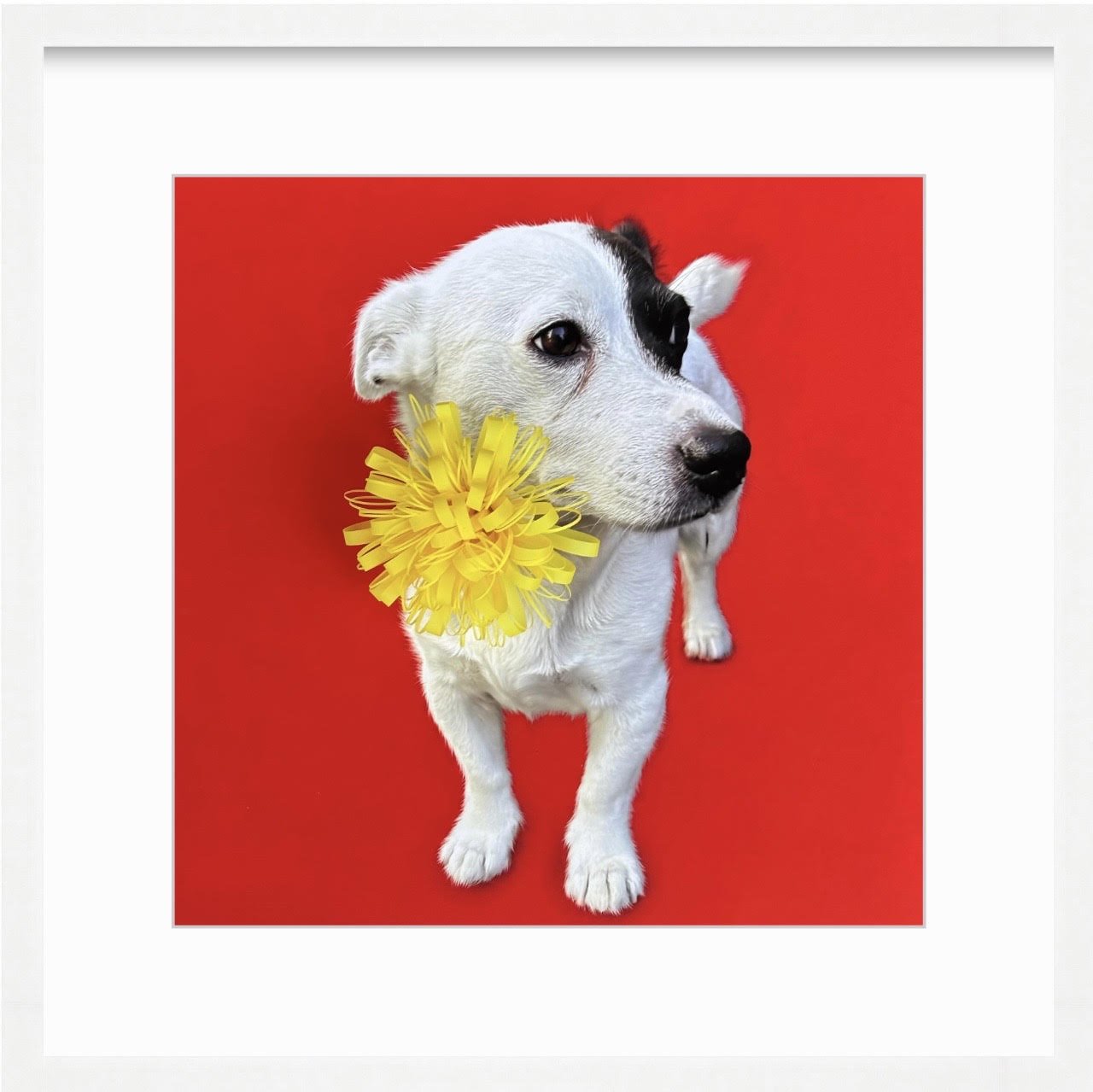 SPOT.jpg