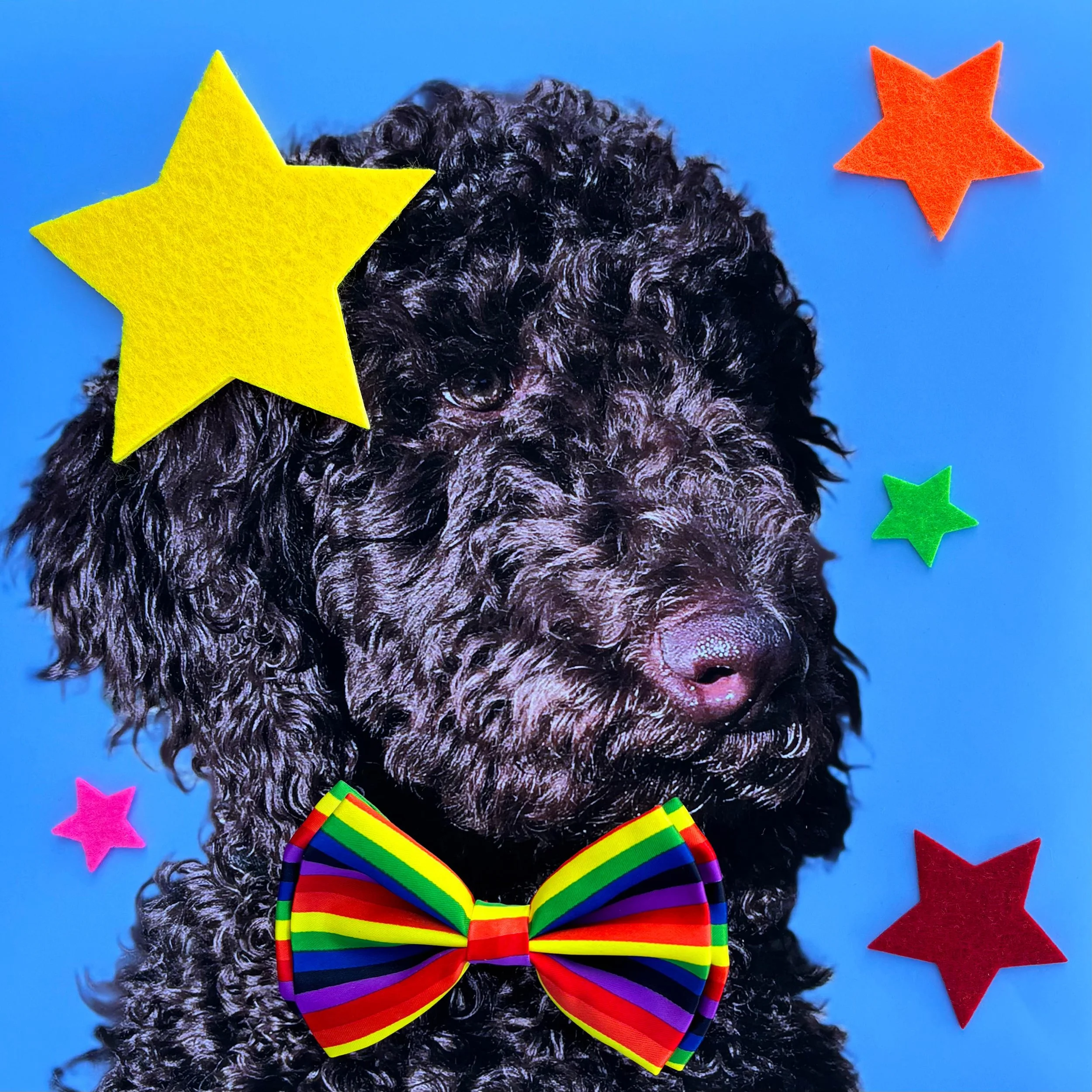 Louie, The Star of the Show