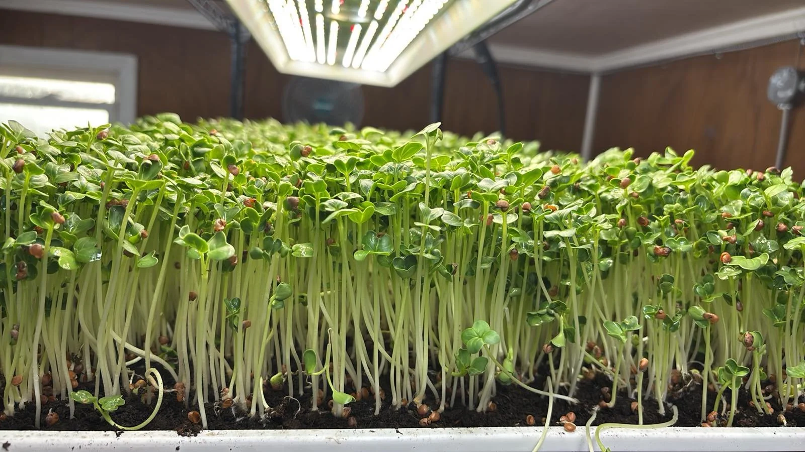 The Power of Microgreens