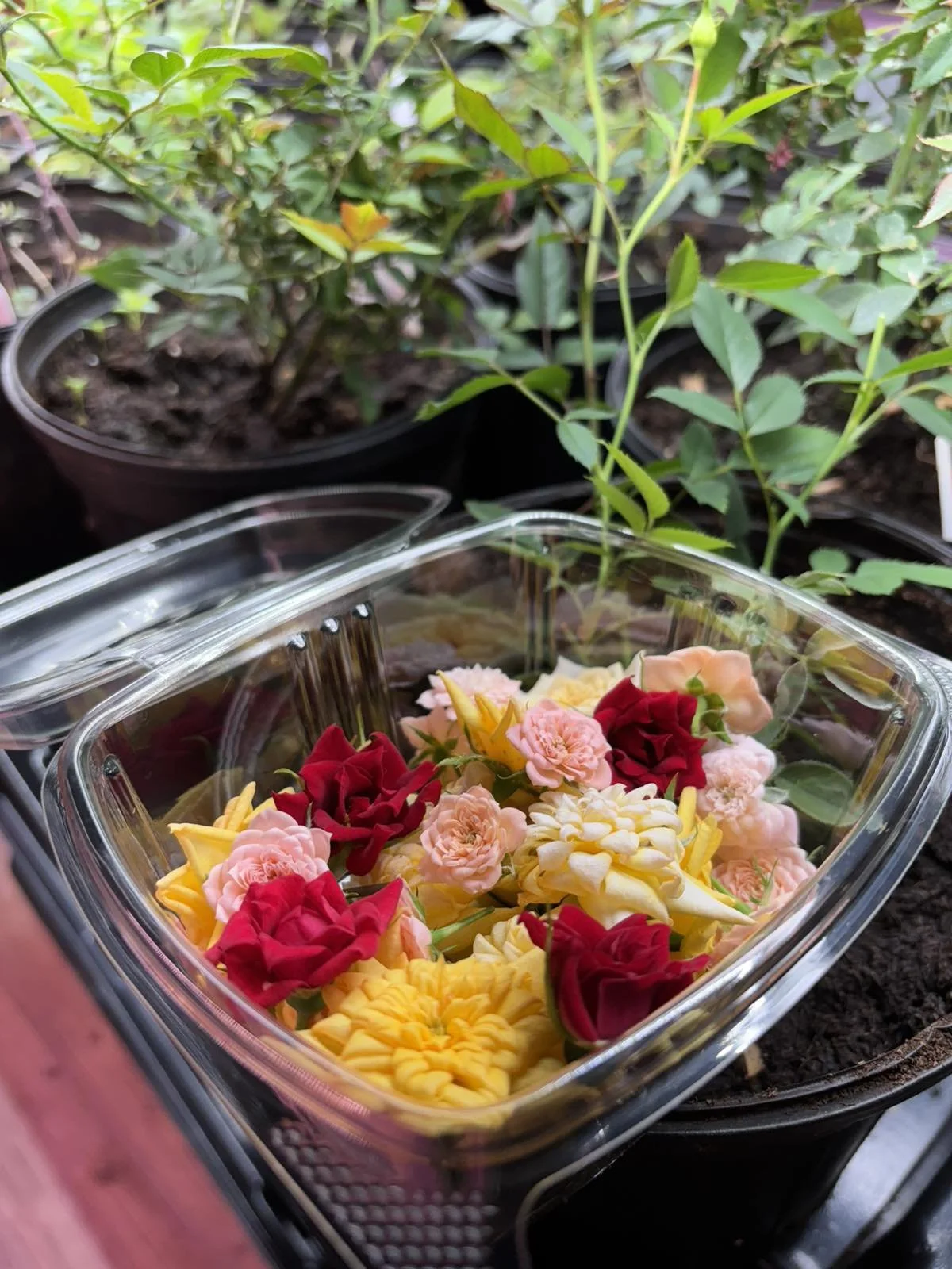 Edible Flowers: Beauty You Can Taste