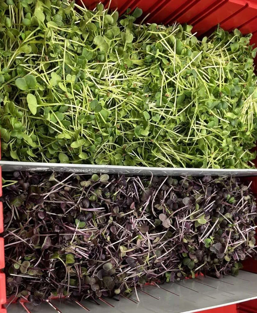 subsciption micros.jpg