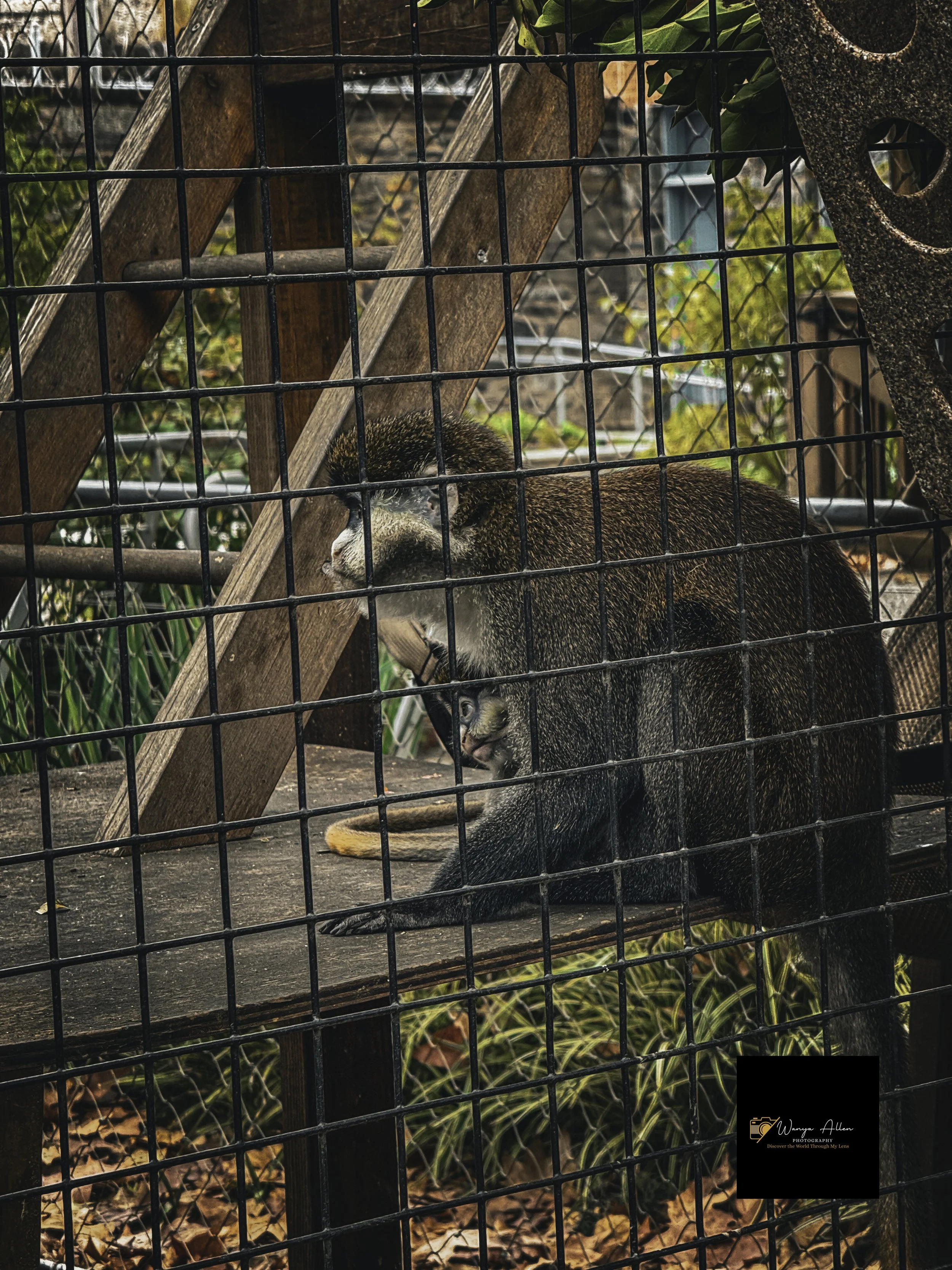 A Wild Day: Adventures at the Philadelphia Zoo