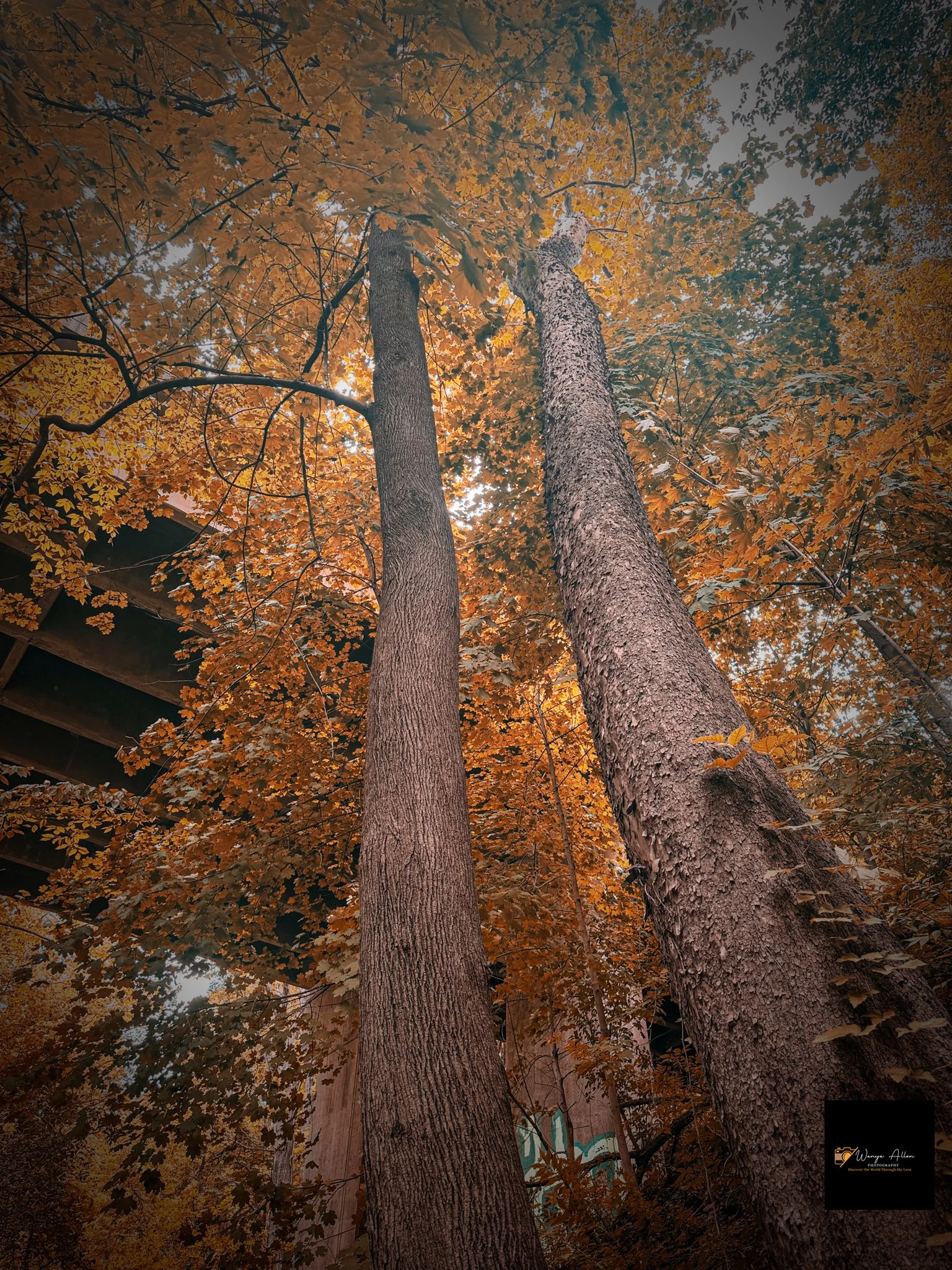 Through the Trees: My Journey at the Wissahickon