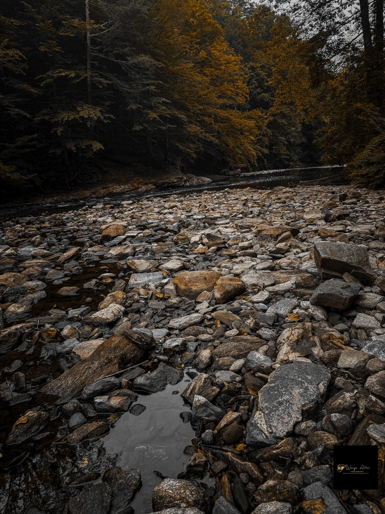 Through the Trees: My Journey at the Wissahickon