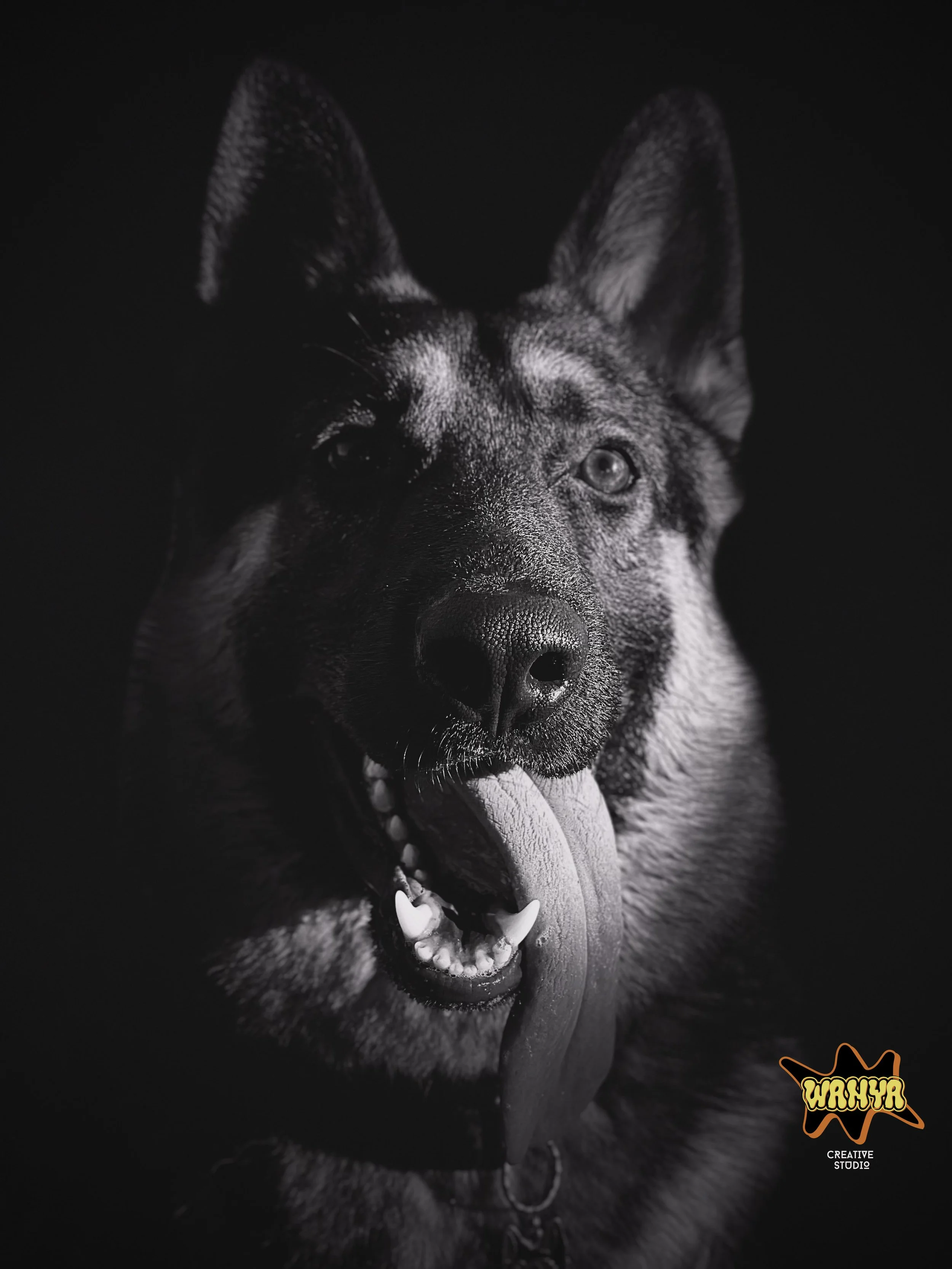 A Man's Best Friend