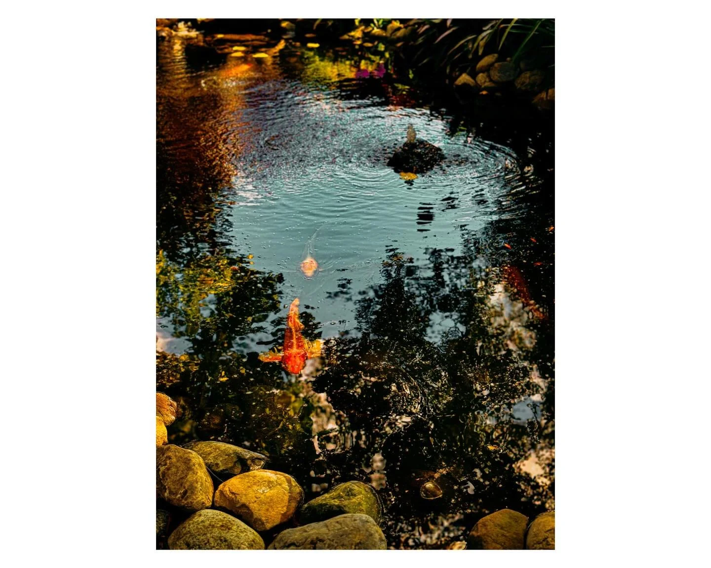 In spirit of Pisces season ✨♓️ (the best zodiac). This was shot in Florida a few years ago on UCF when I went on a tour of the honors college back when I was studying in Florida. 

#koifish #pisces #photography