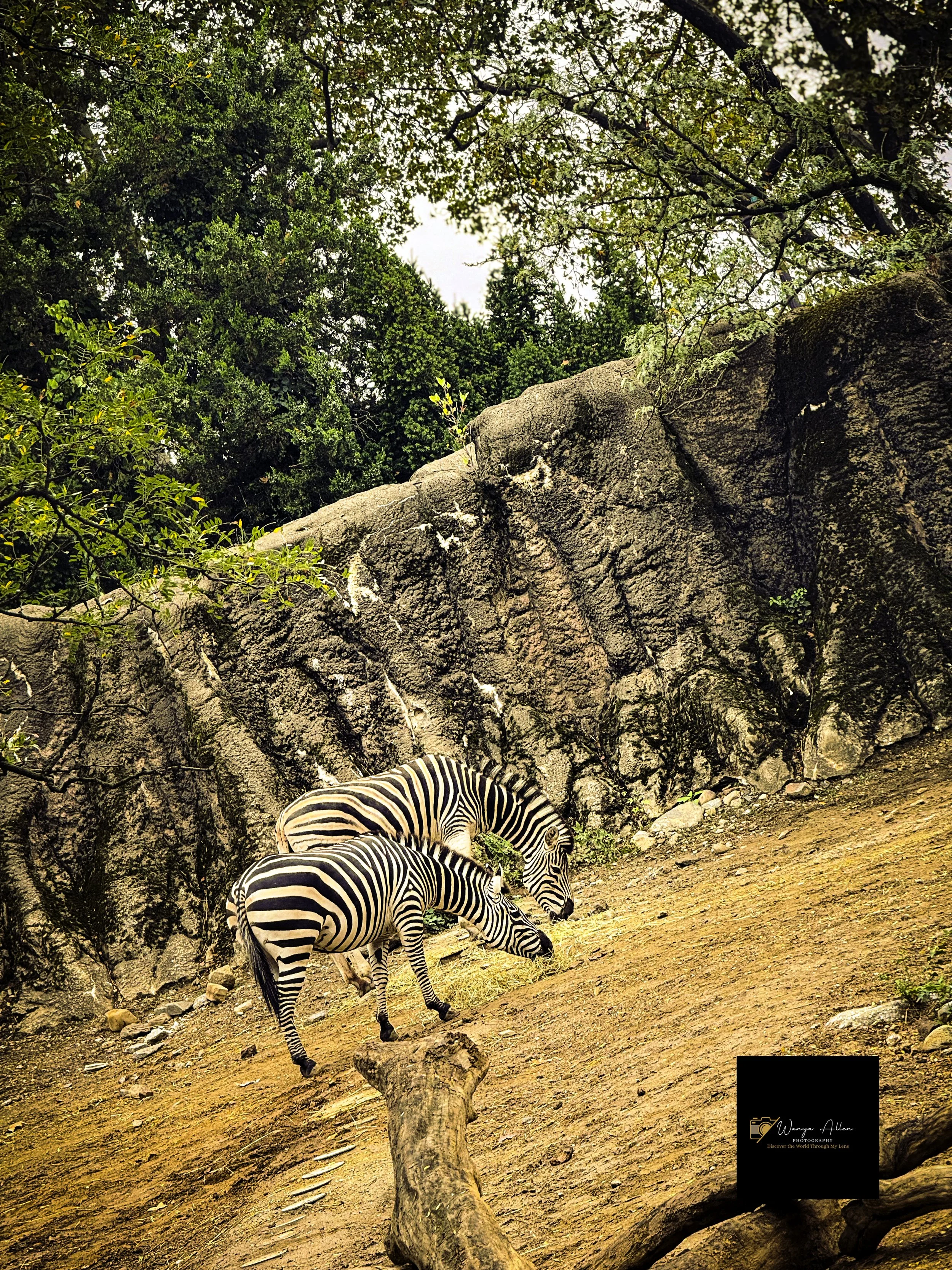 A Wild Day: Adventures at the Philadelphia Zoo