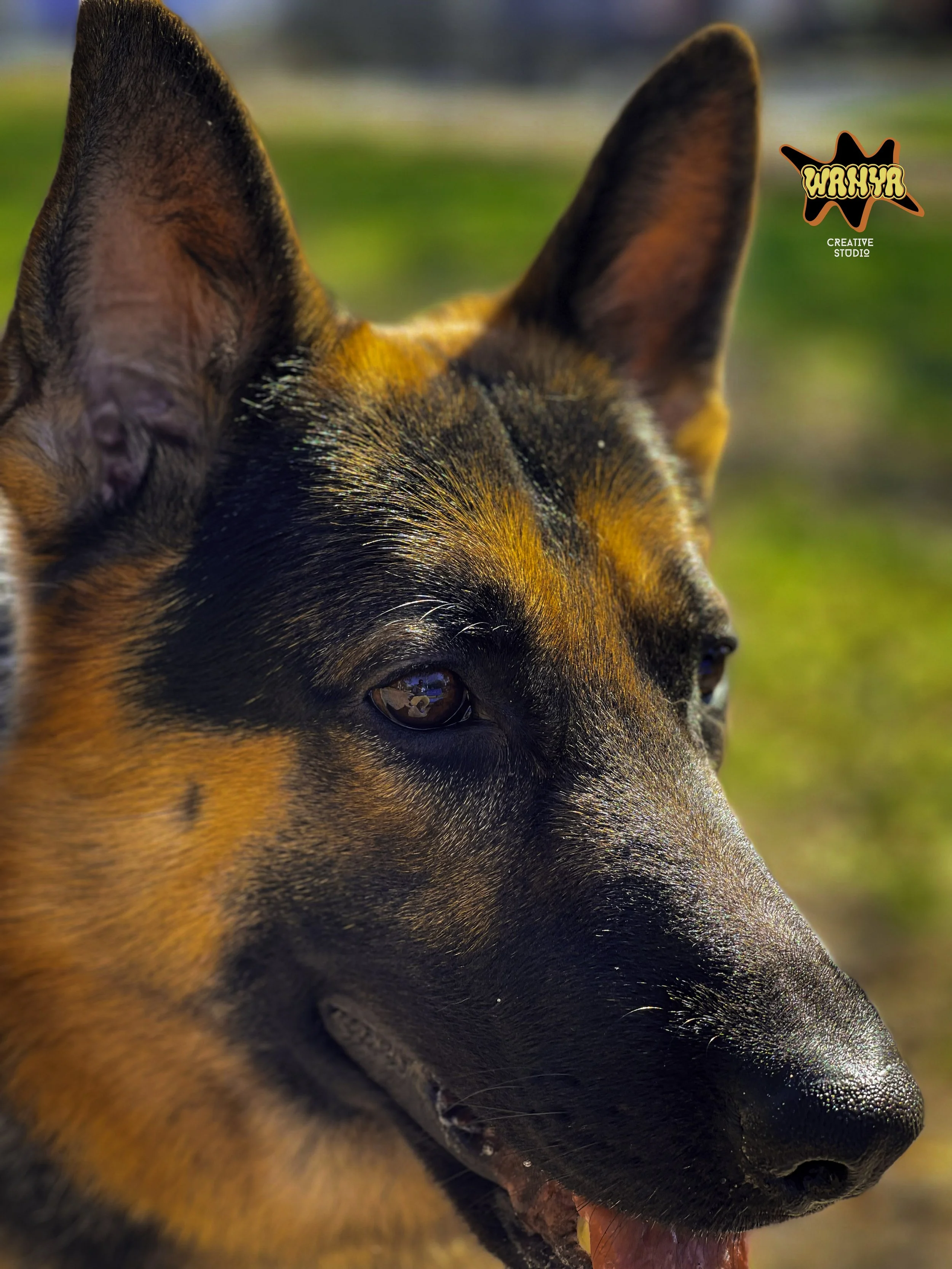 A Man's Best Friend