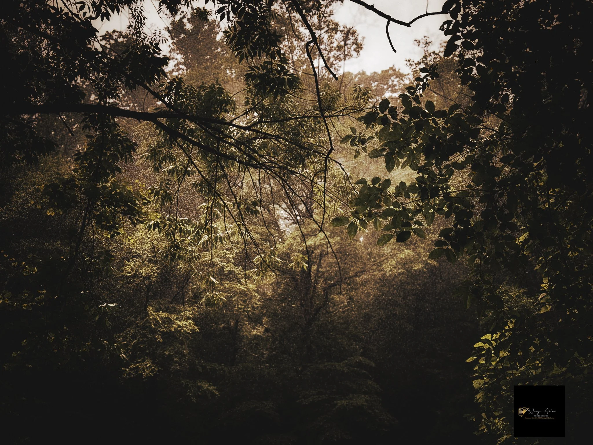 Through the Trees: My Journey at the Wissahickon