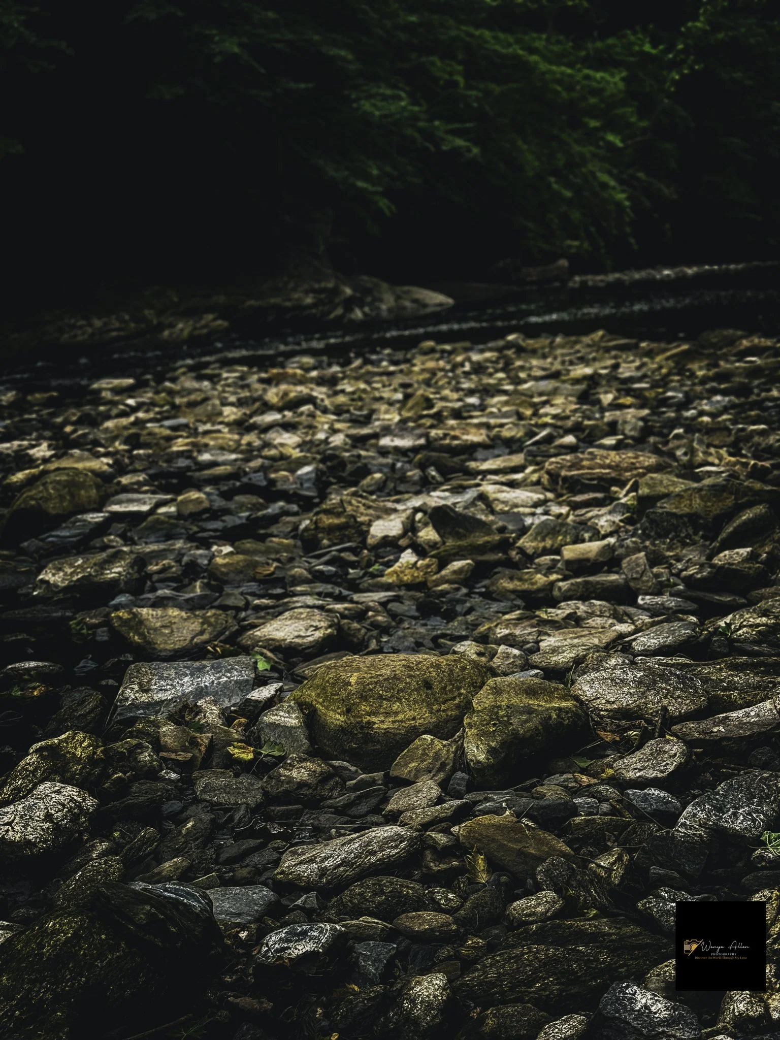 Through the Trees: My Journey at the Wissahickon