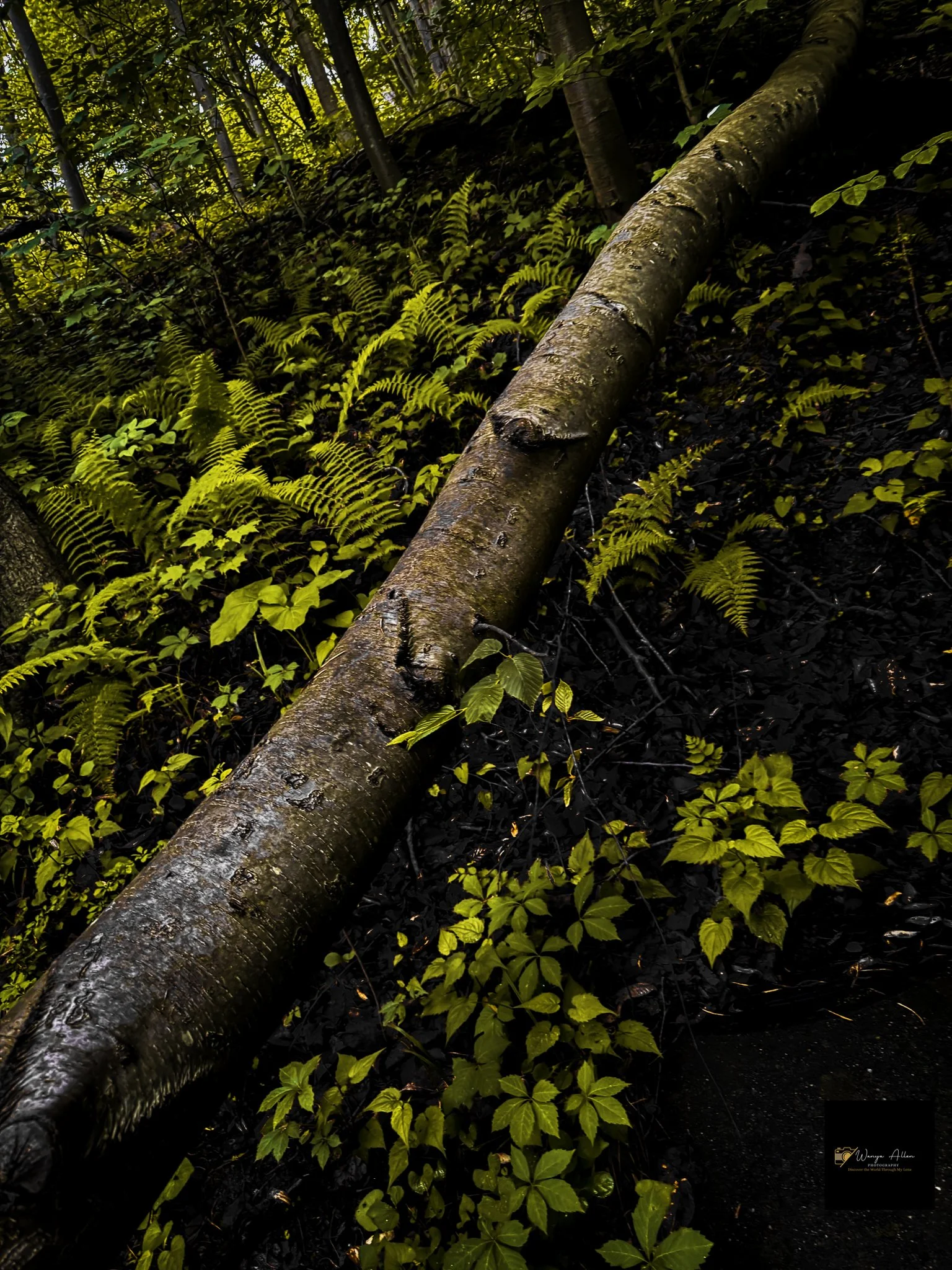 Through the Trees: My Journey at the Wissahickon