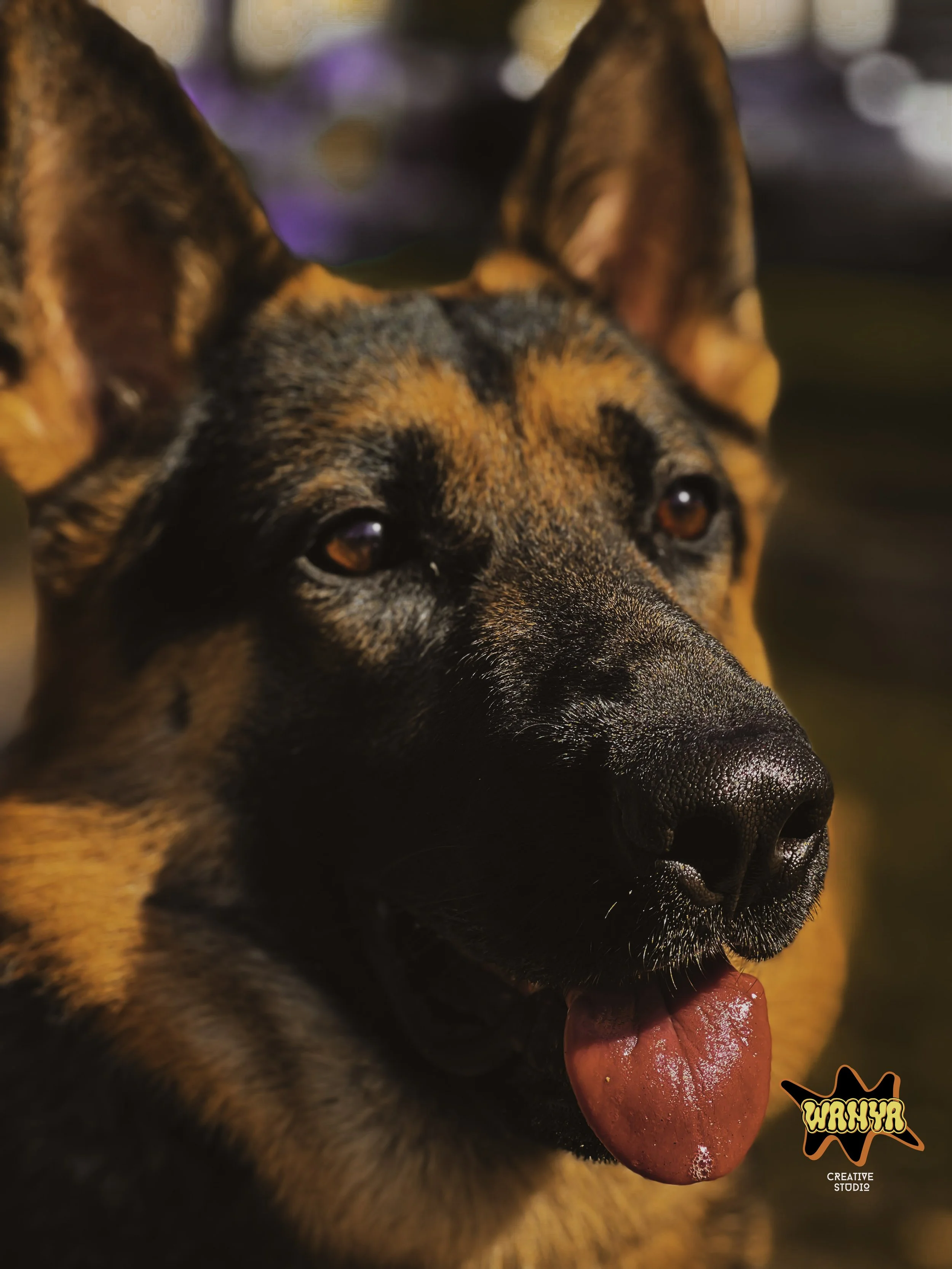 A Man's Best Friend