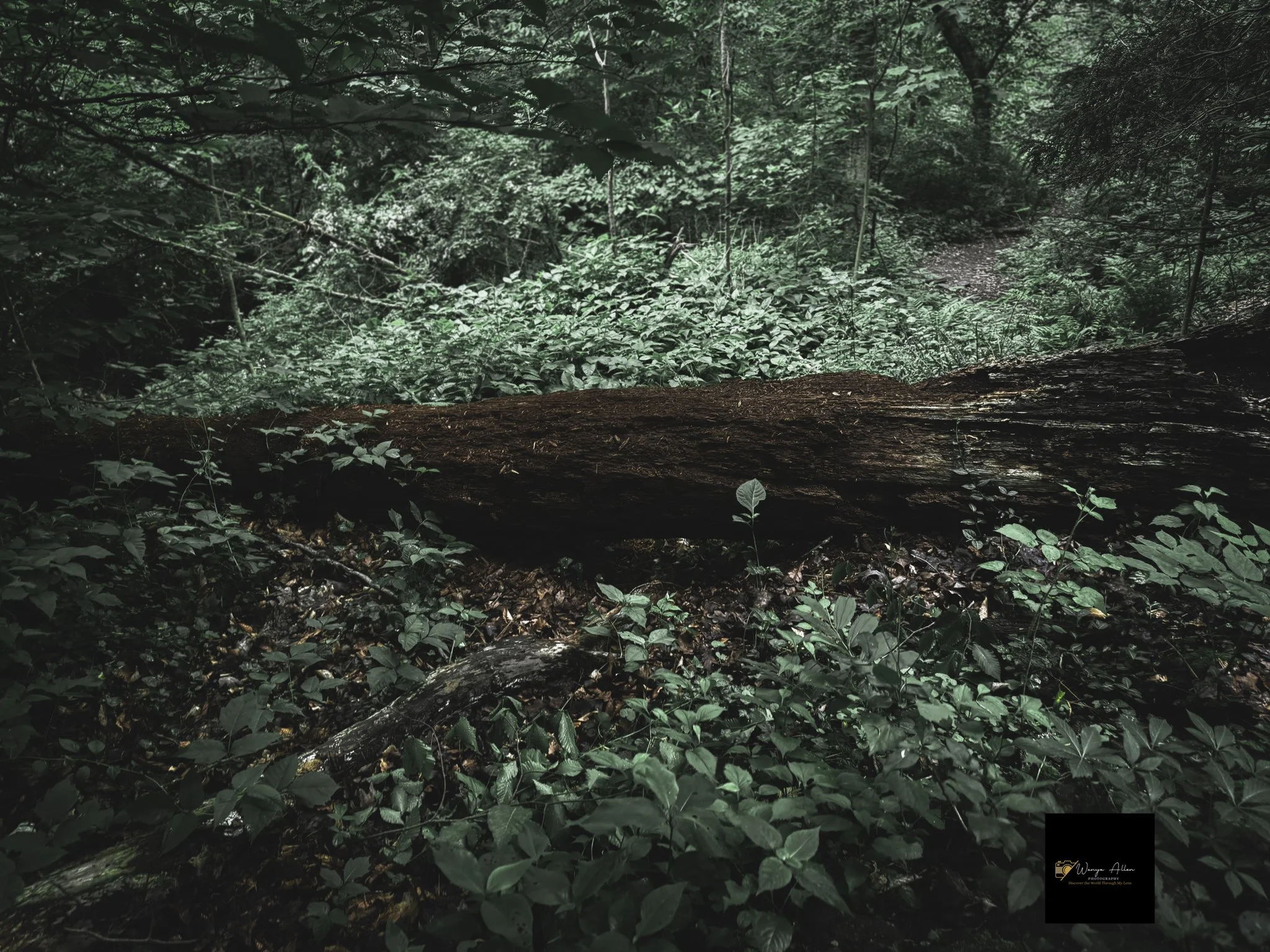 Through the Trees: My Journey at the Wissahickon