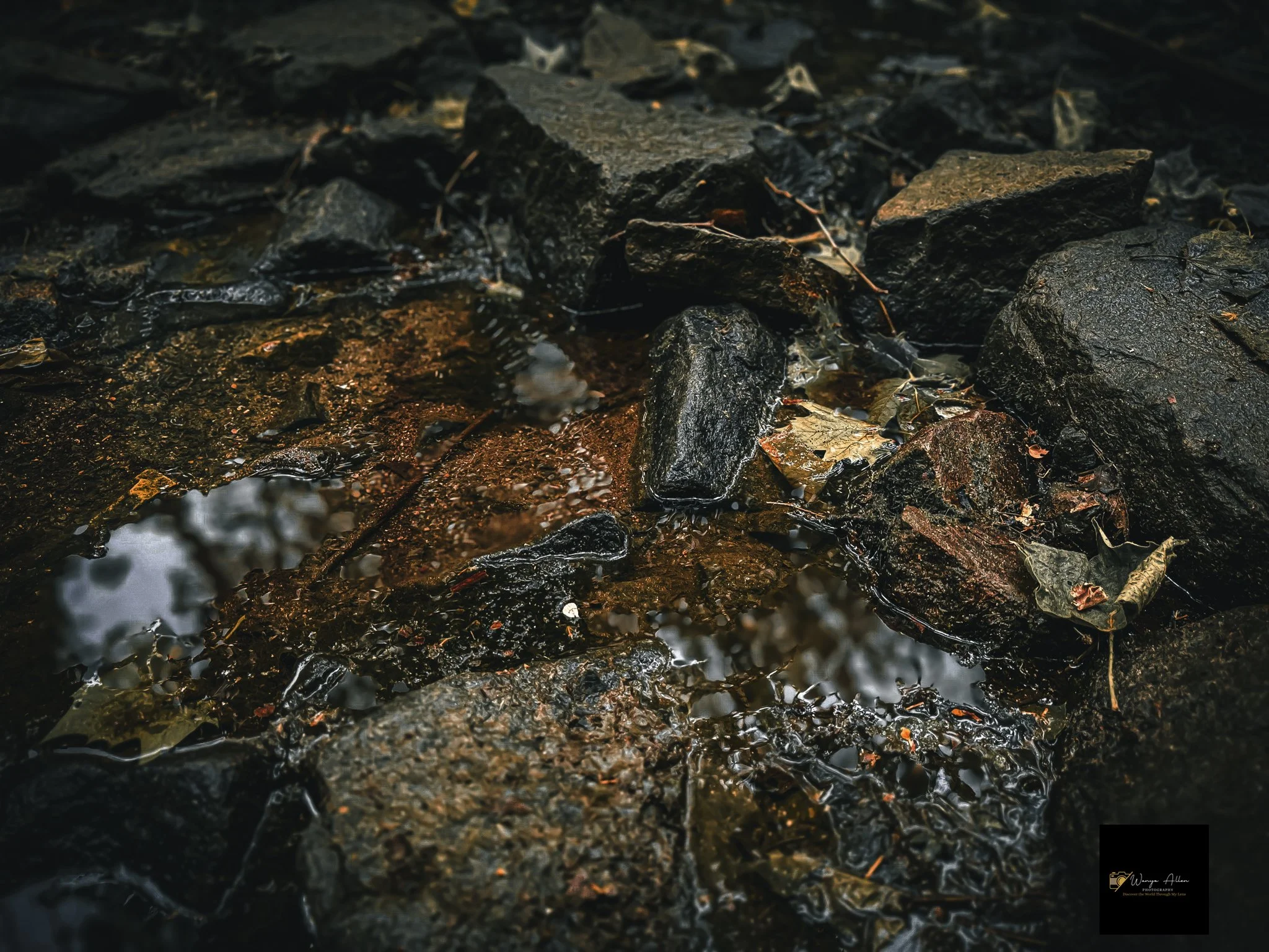 Through the Trees: My Journey at the Wissahickon