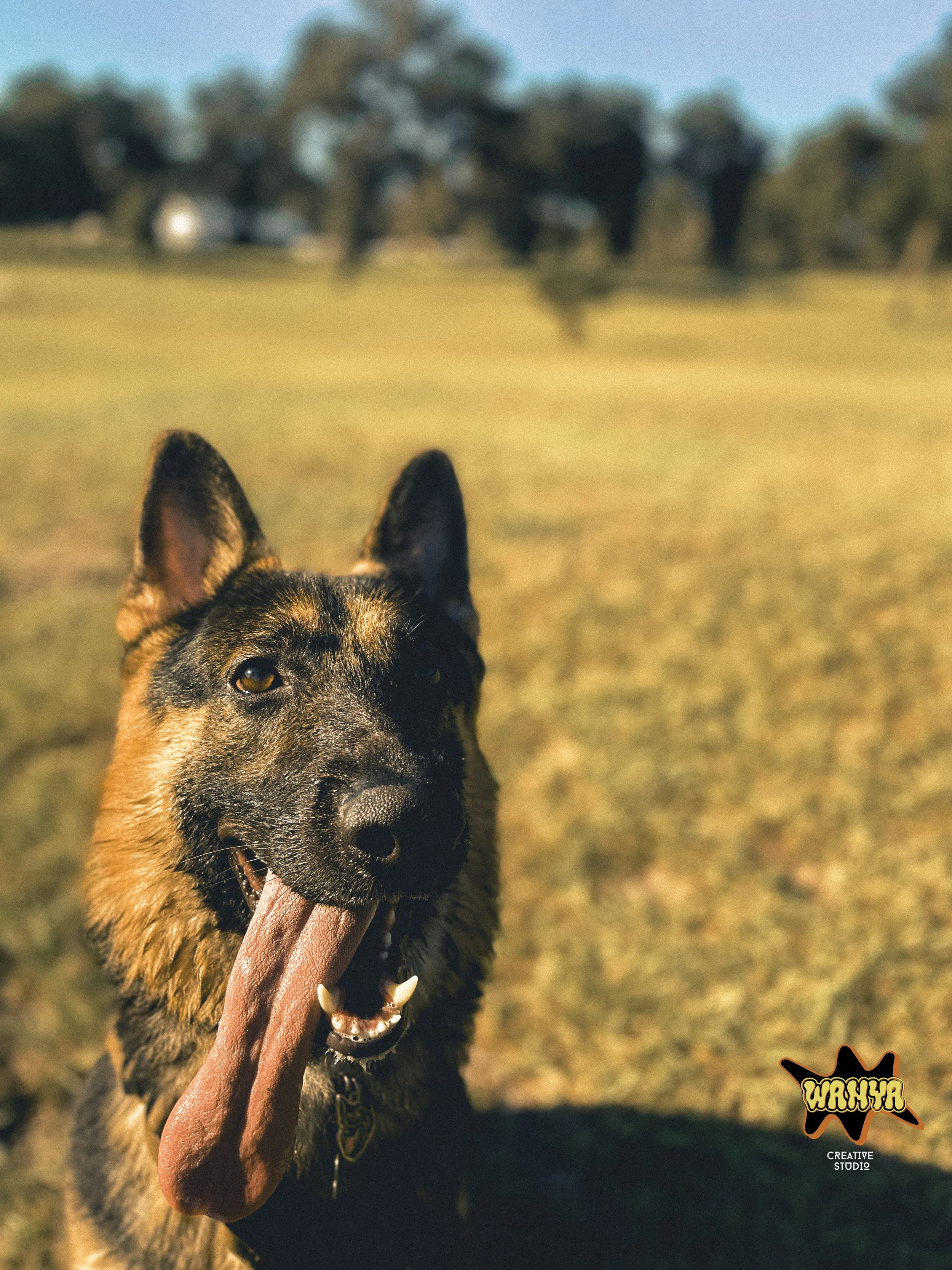 A Man's Best Friend