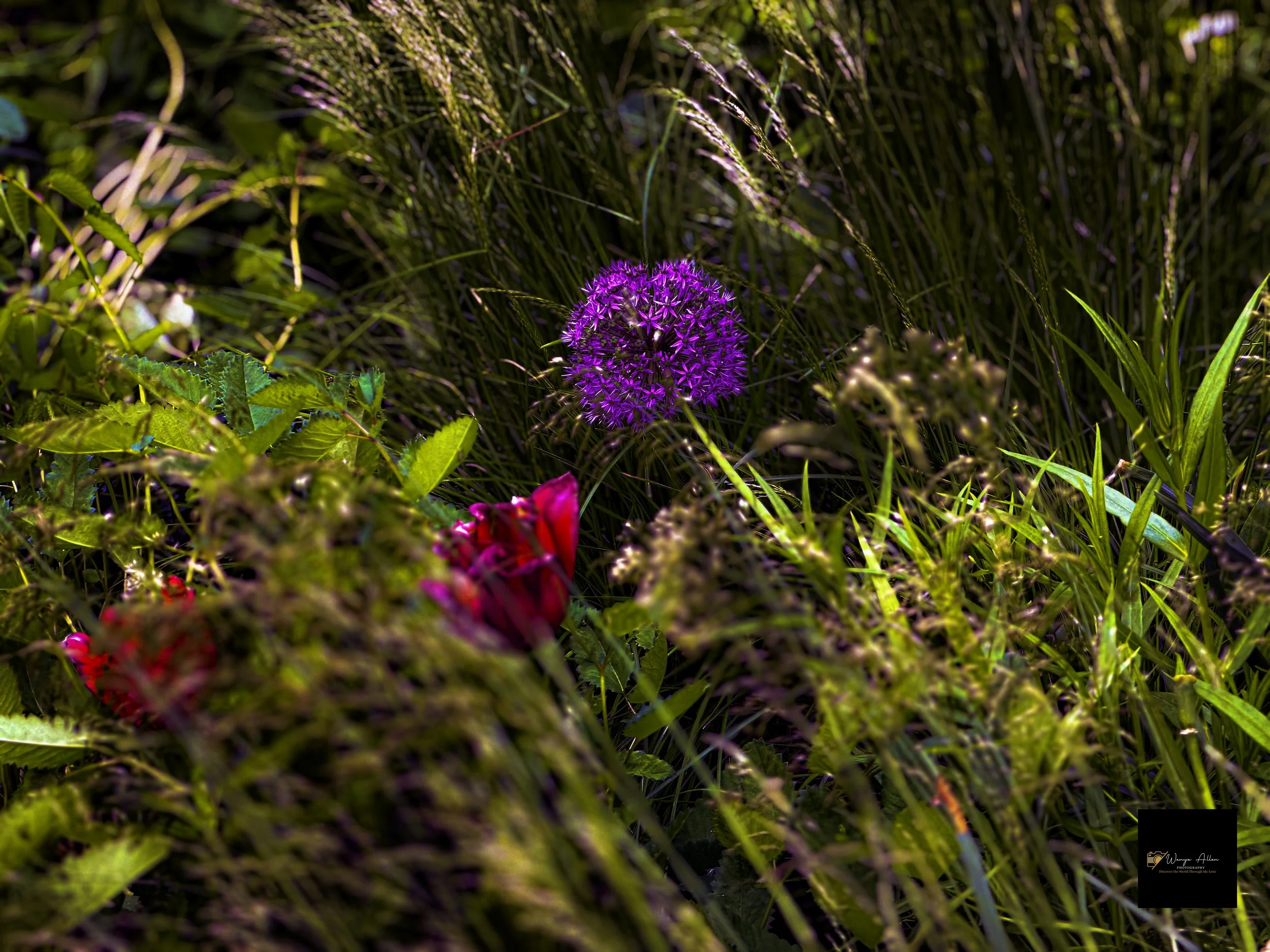 Buildings and Petals: Flowers and Skyscrapers Adventure