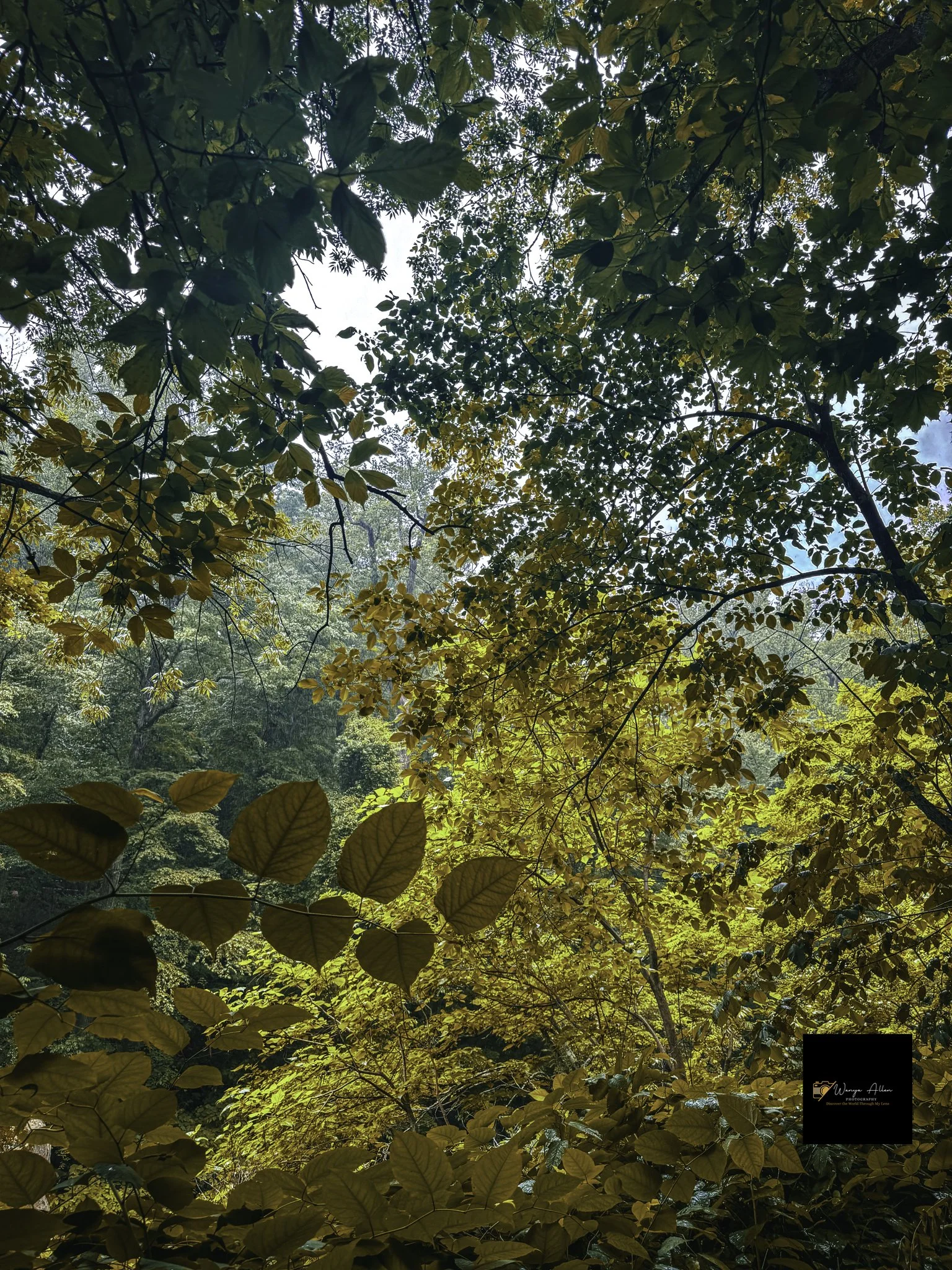 Through the Trees: My Journey at the Wissahickon