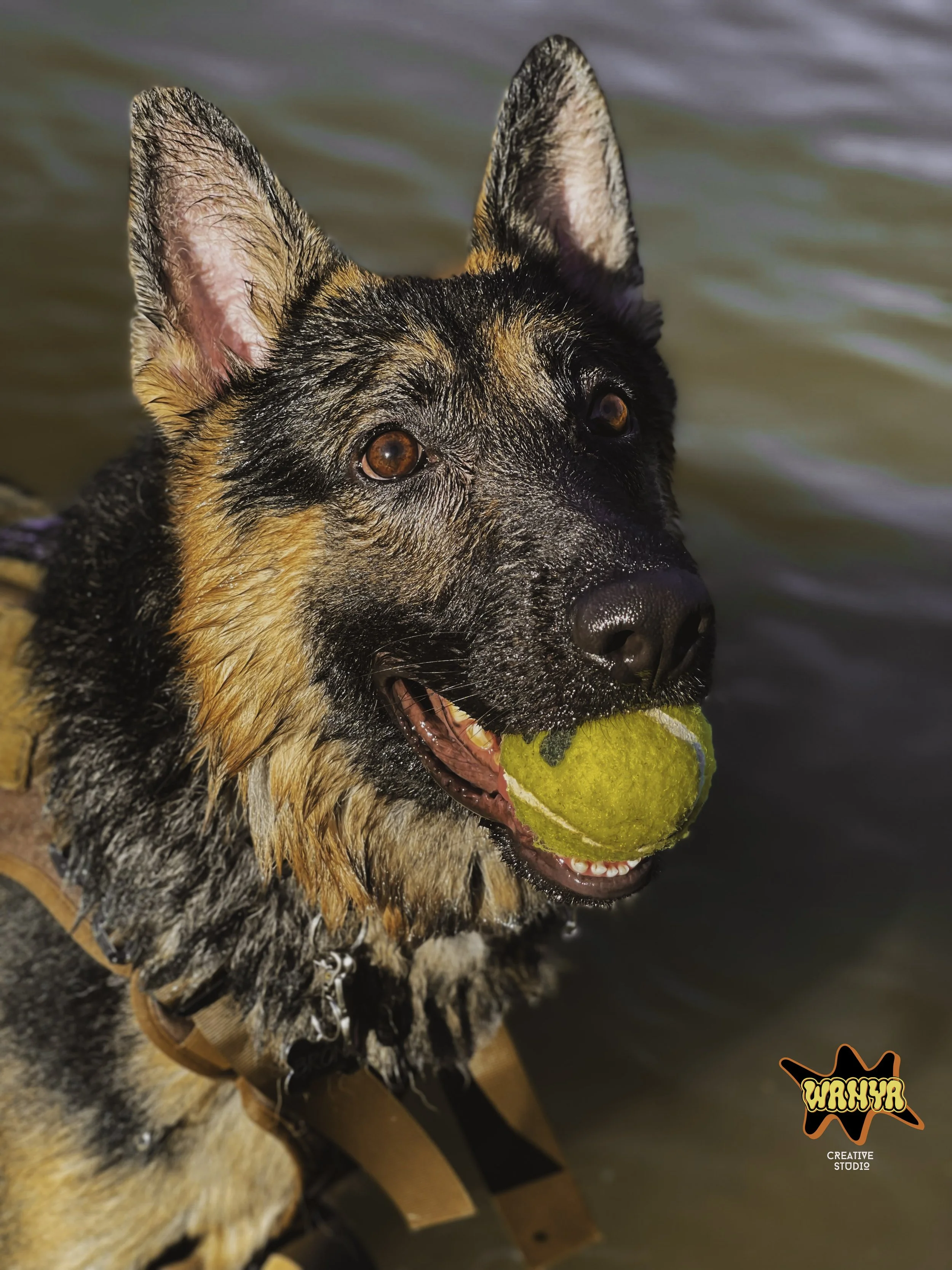 A Man's Best Friend
