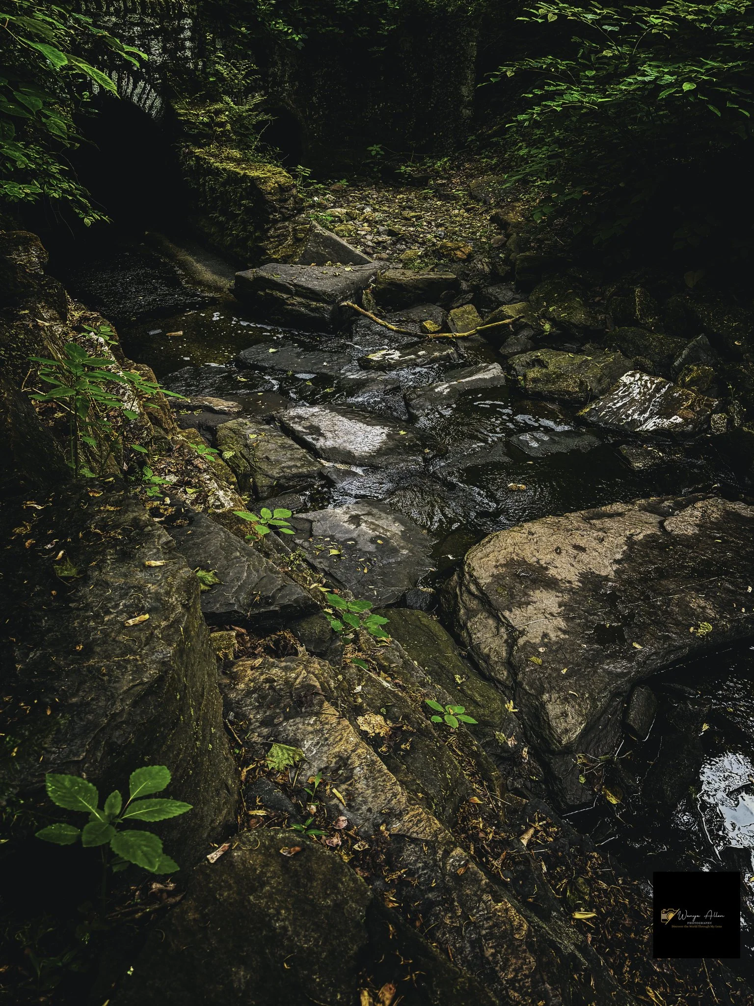 Through the Trees: My Journey at the Wissahickon
