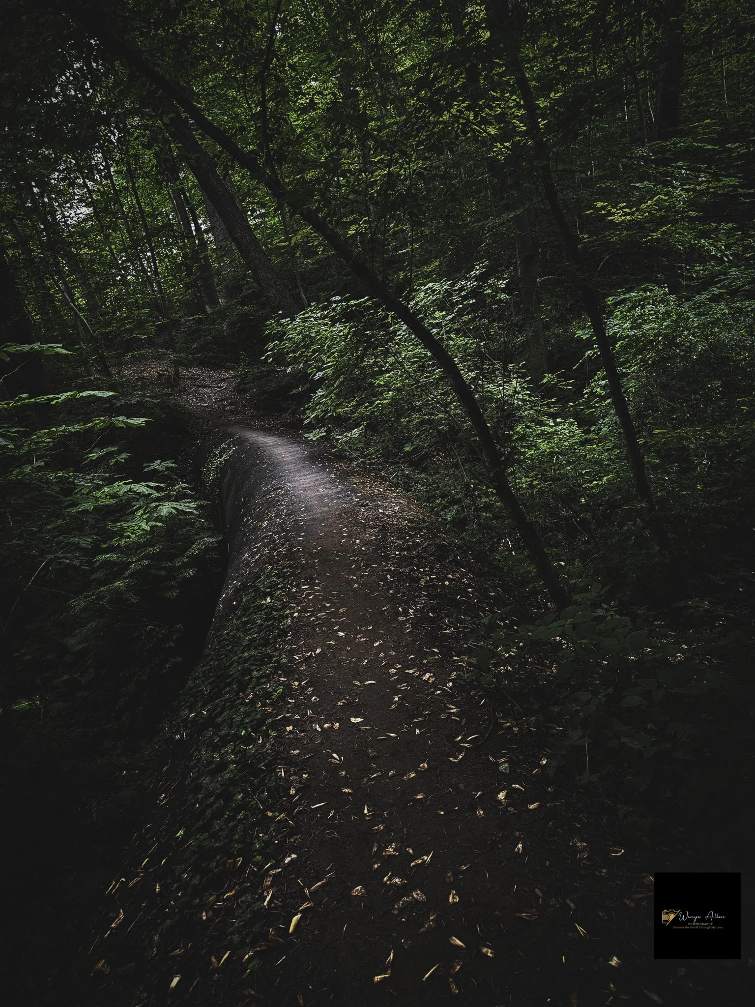 Through the Trees: My Journey at the Wissahickon