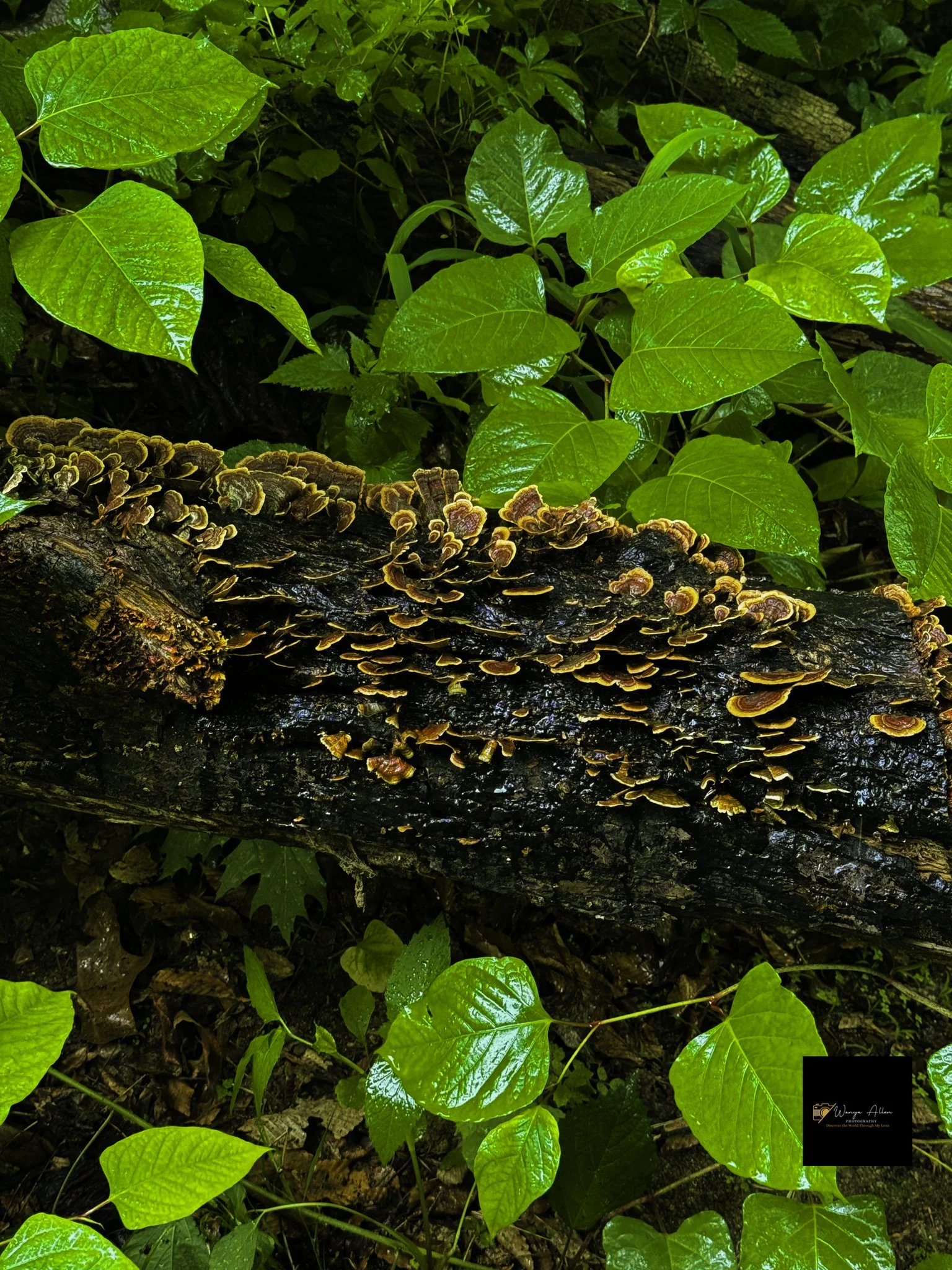 Through the Trees: My Journey at the Wissahickon