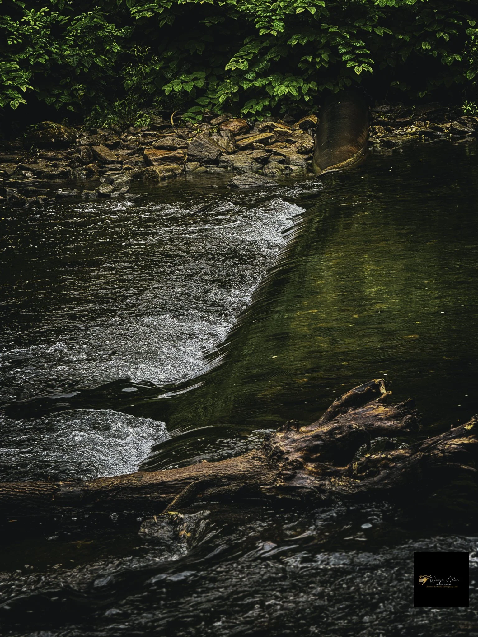 Through the Trees: My Journey at the Wissahickon