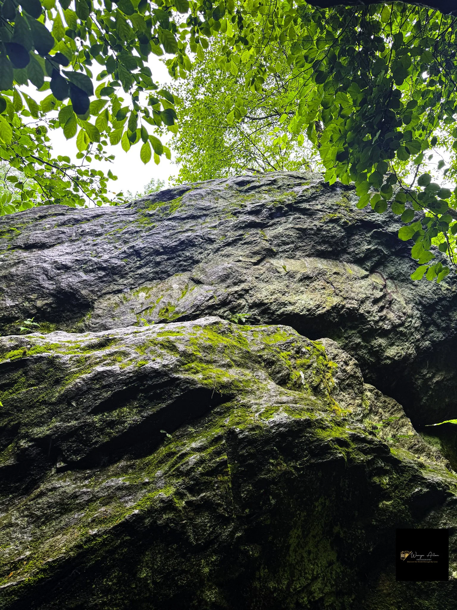 Through the Trees: My Journey at the Wissahickon
