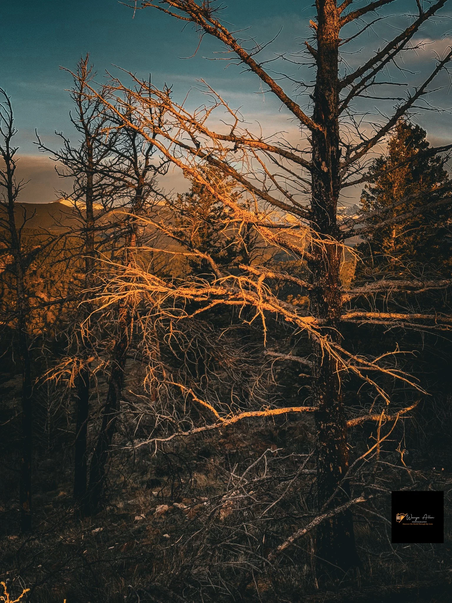 Jamestown, Colorado — A Snapshot of Nature’s Serenity