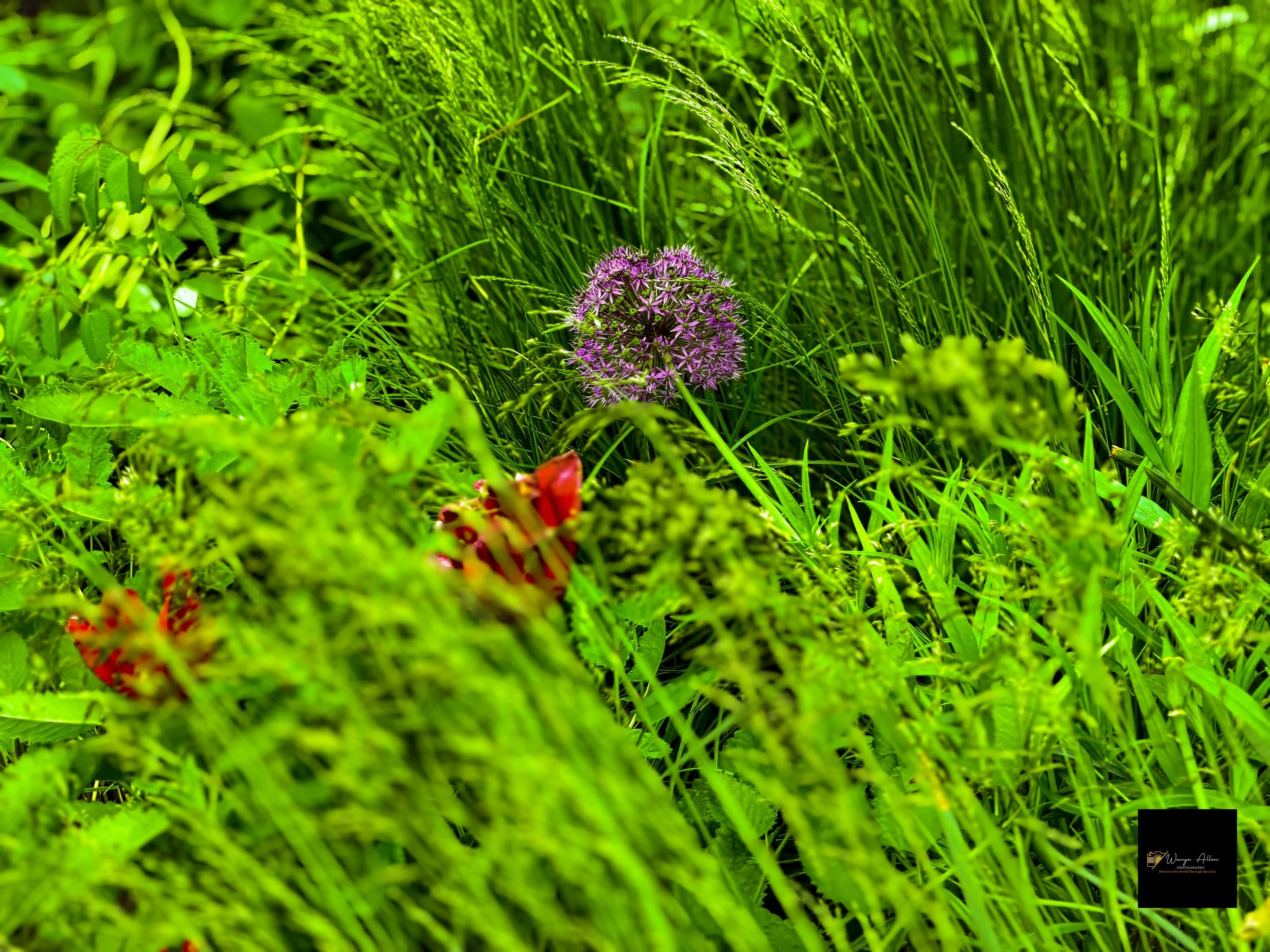 Buildings and Petals: Flowers and Skyscrapers Adventure