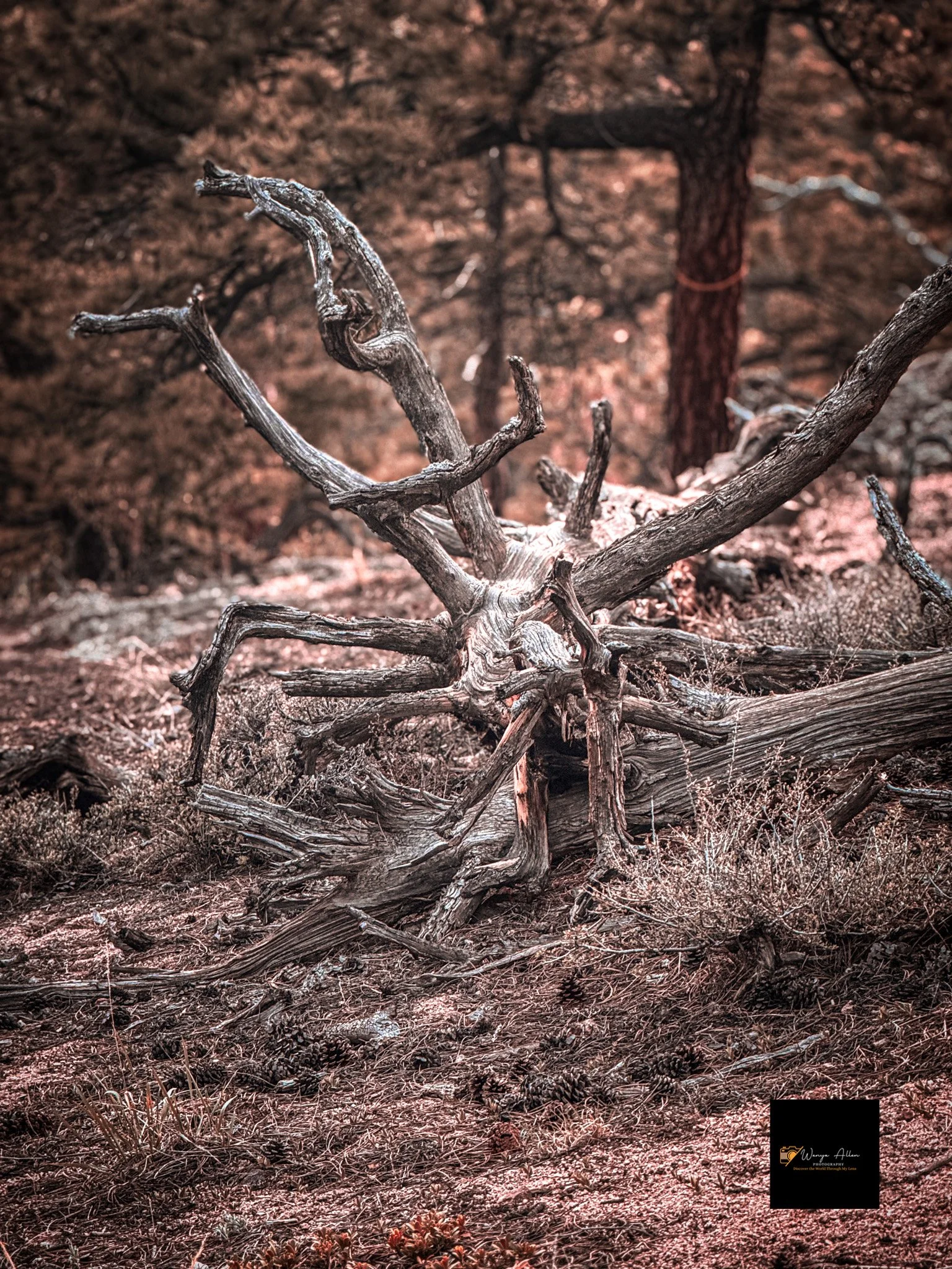 Jamestown, Colorado — A Snapshot of Nature’s Serenity: Part 2