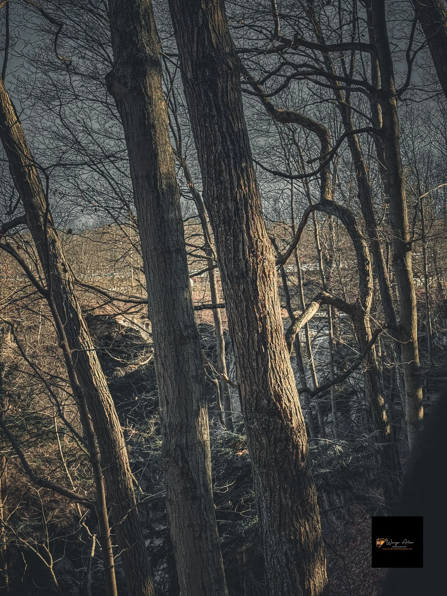Whispers of Water: The Brandywine Cascades