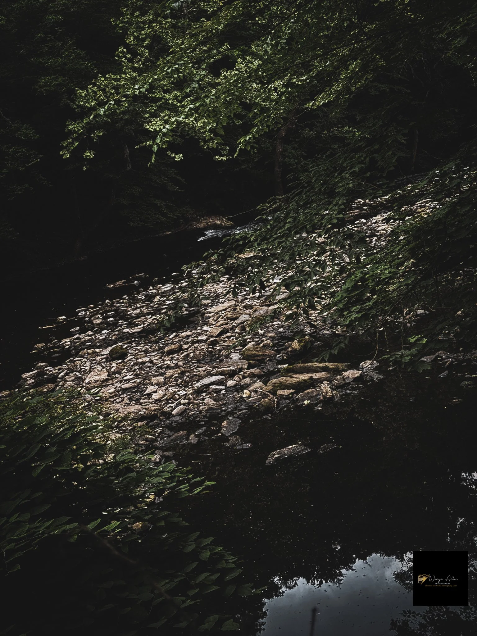 Through the Trees: My Journey at the Wissahickon